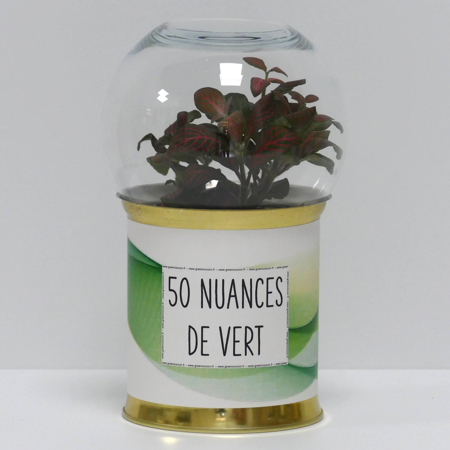 Terrarium 50 nuances de vert