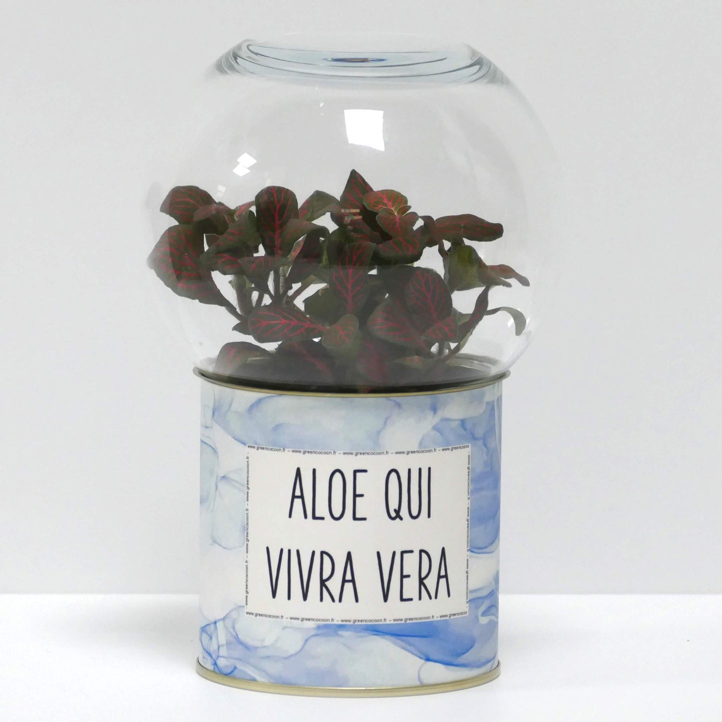 Terrarium Aloe qui vivra vera