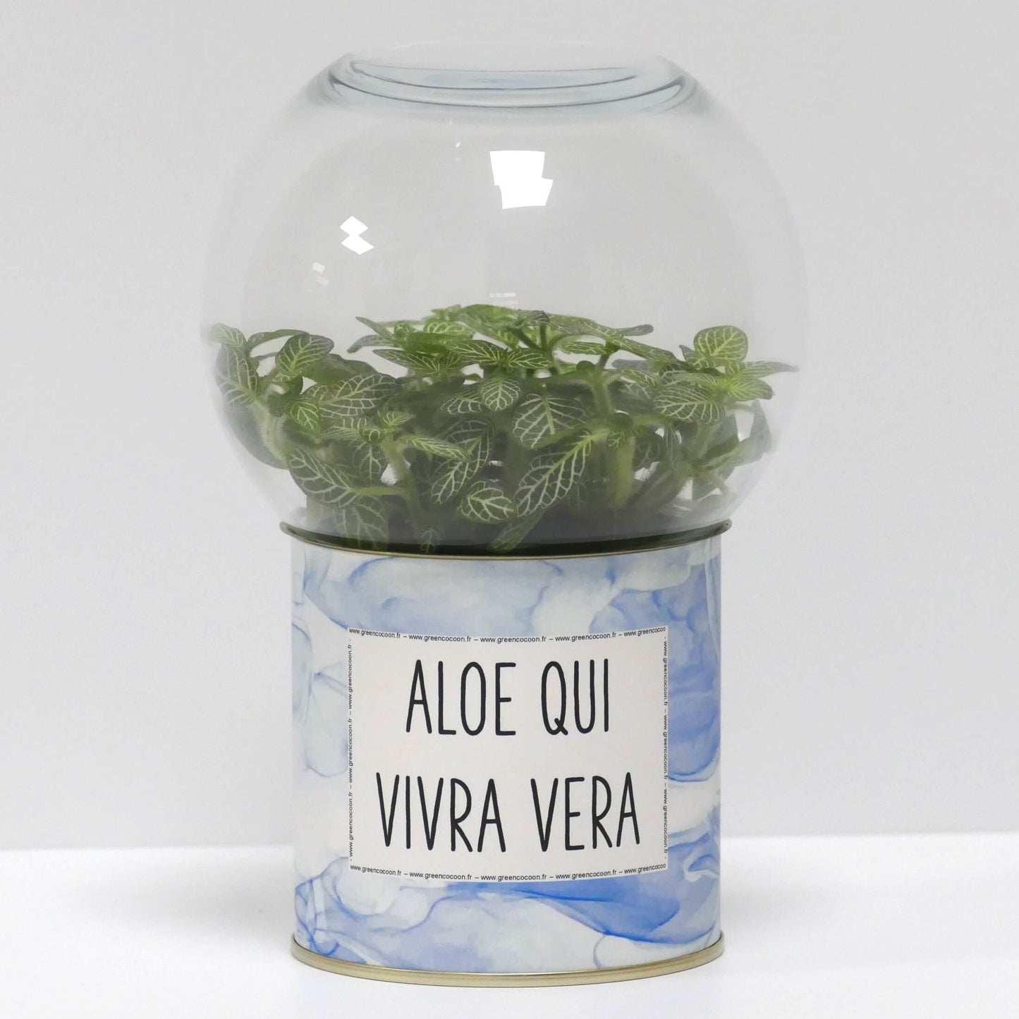 Terrarium Aloe qui vivra vera