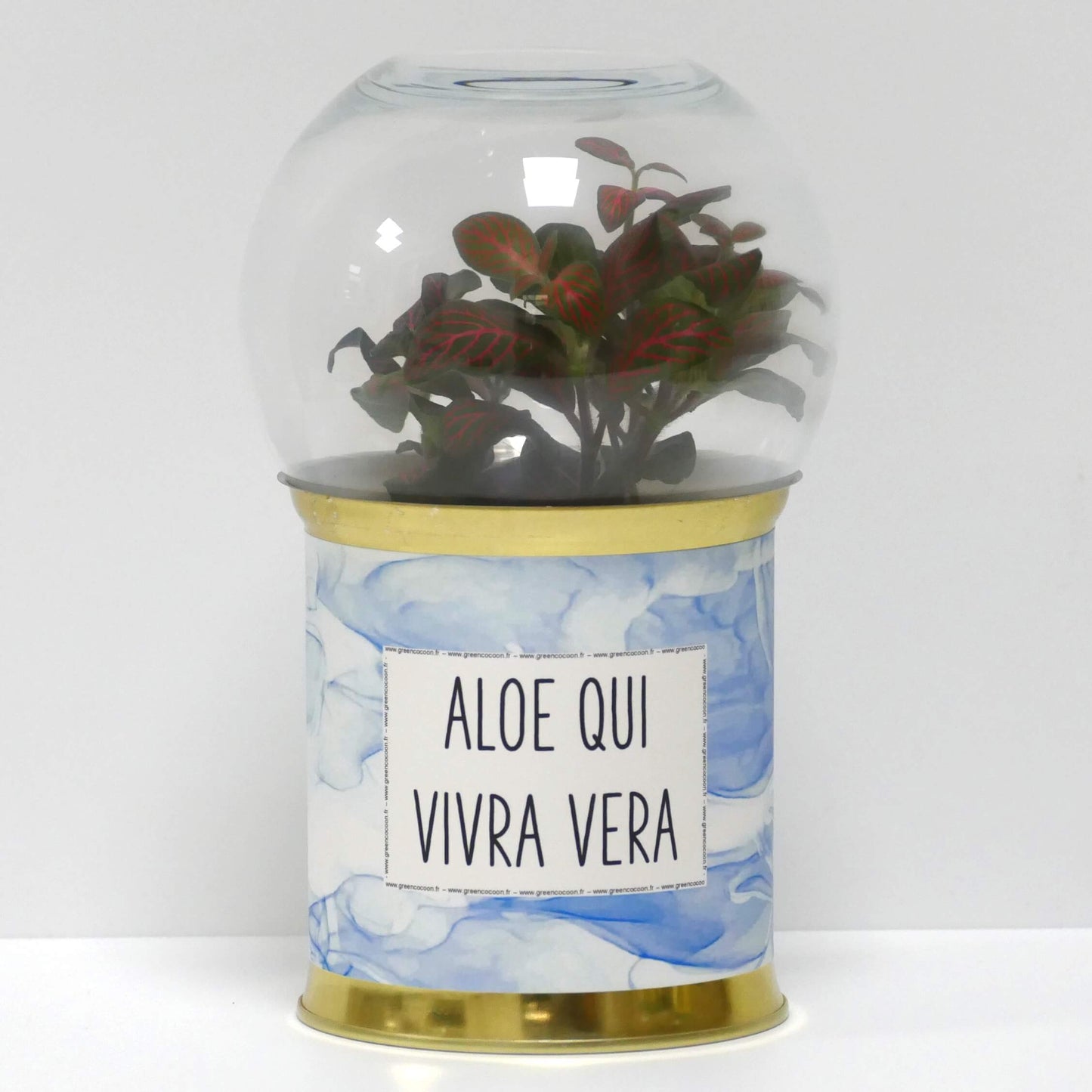 Terrarium Aloe qui vivra vera