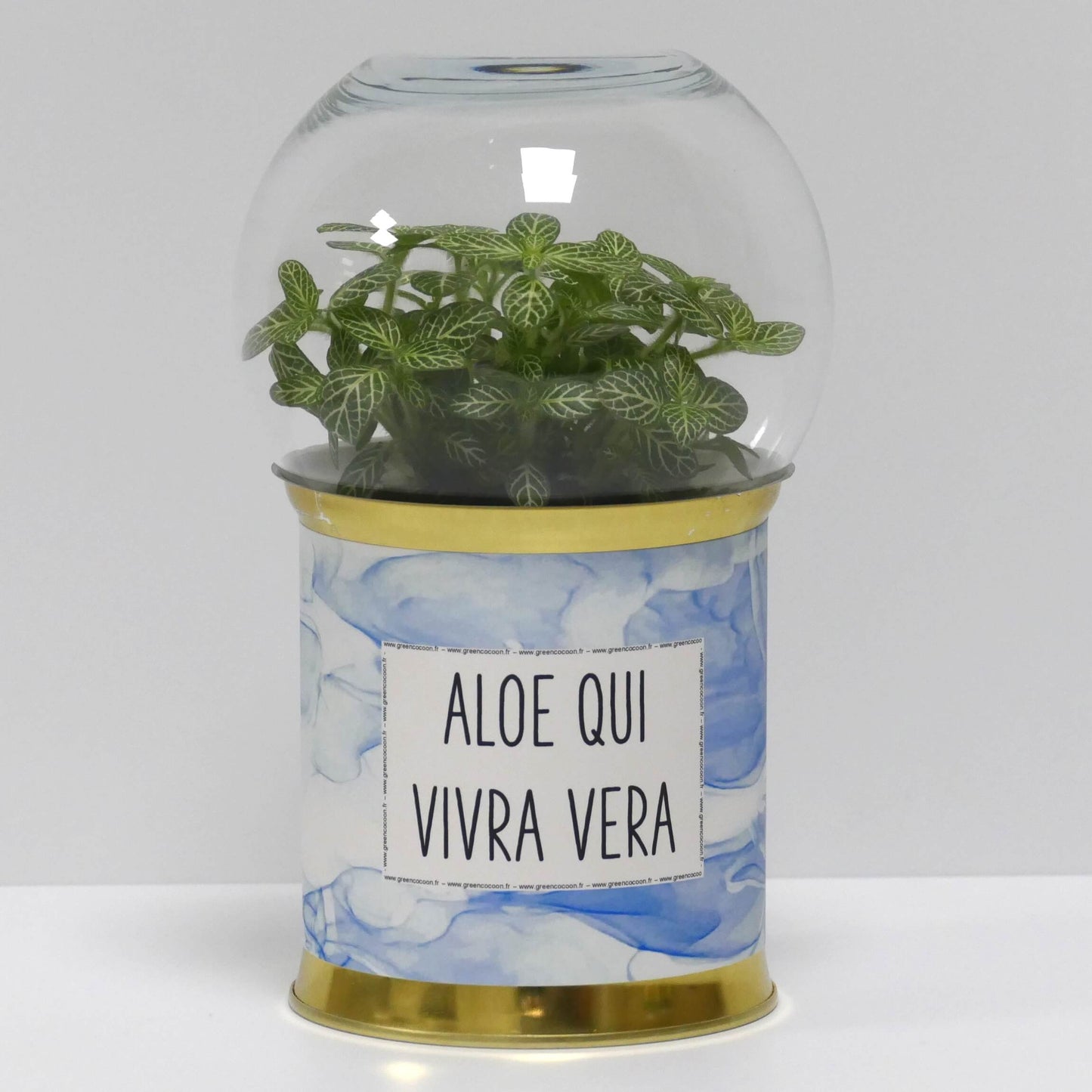 Terrarium Aloe qui vivra vera