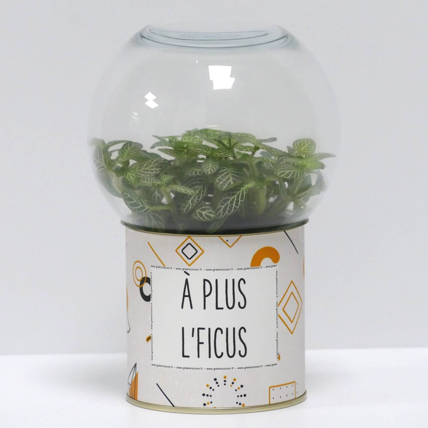 Terrarium A plus l'ficus