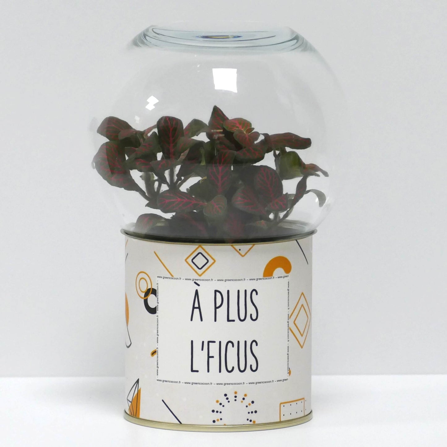Terrarium A plus l'ficus