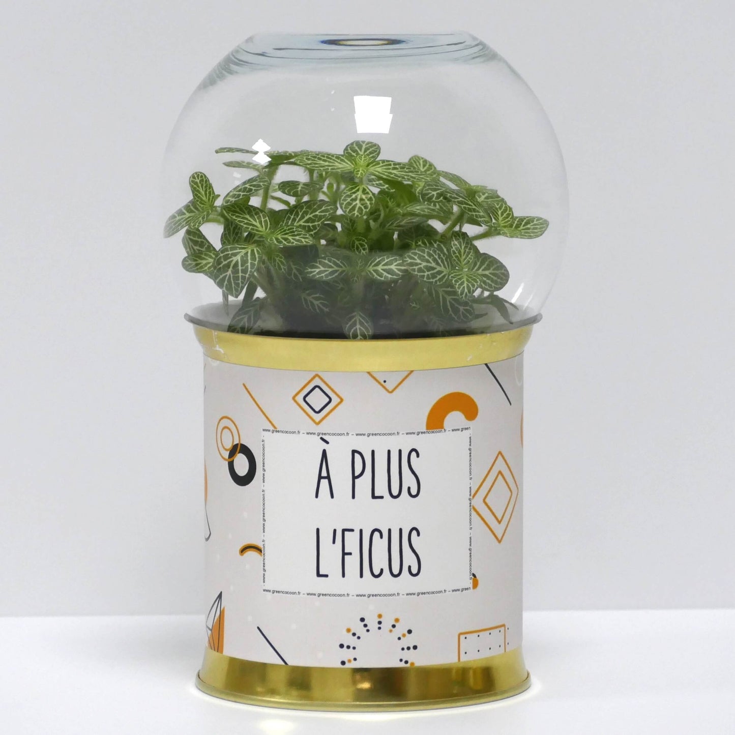 Terrarium A plus l'ficus