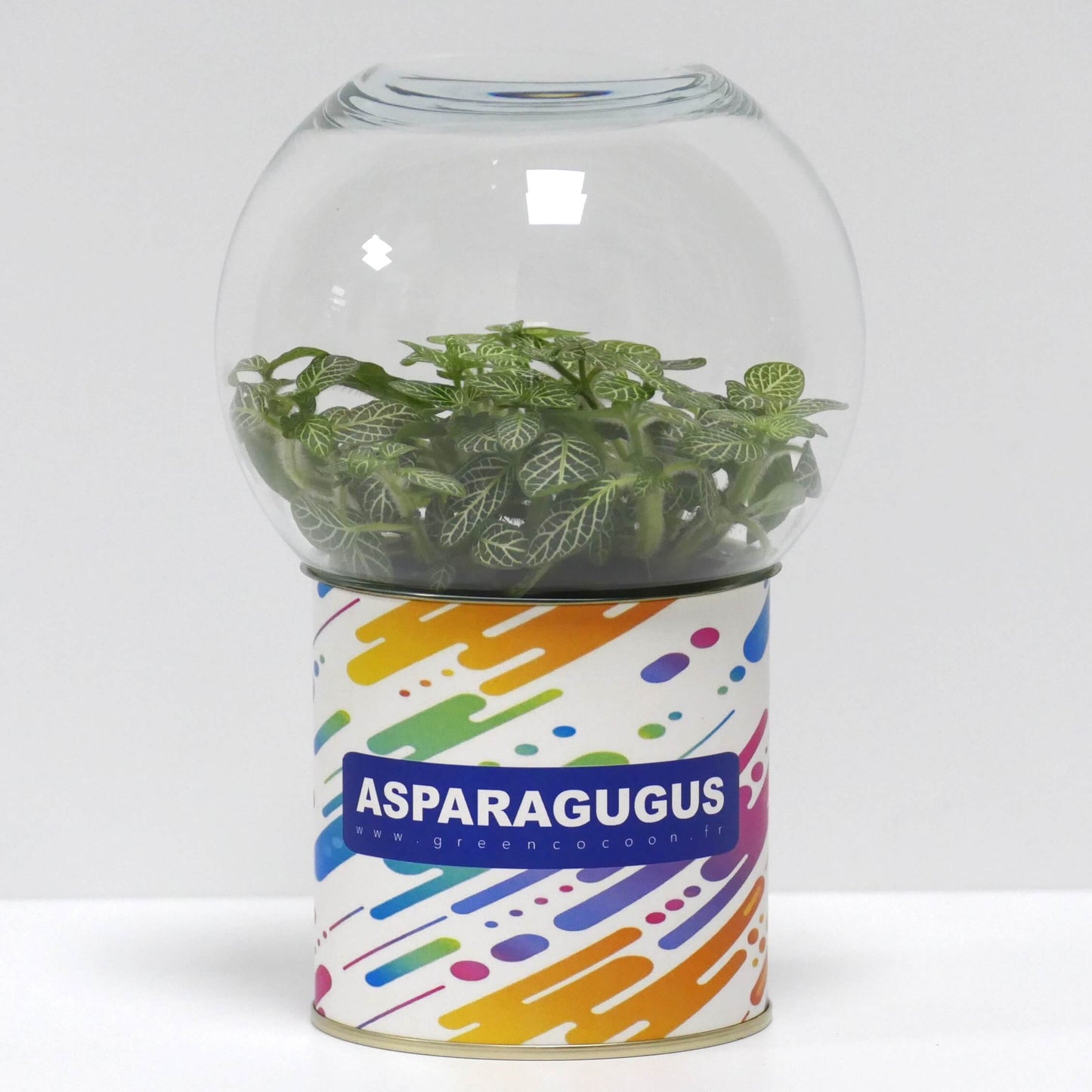 Terrarium Asparagugus