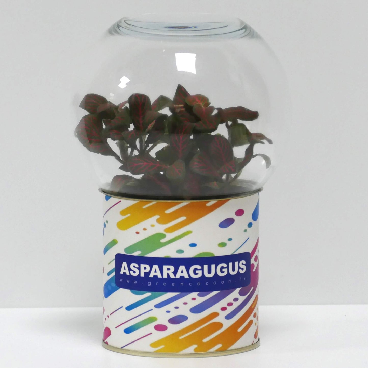 Terrarium Asparagugus