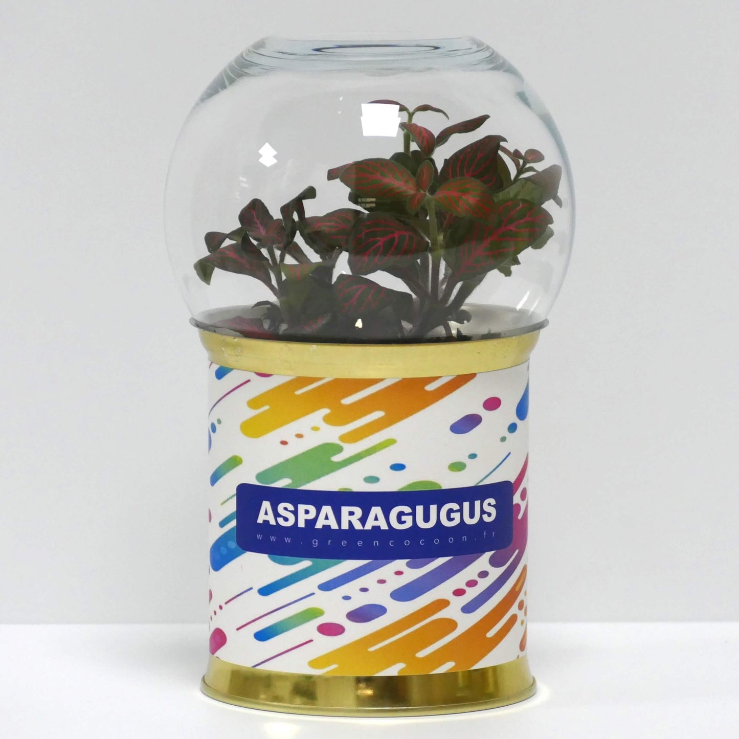 Terrarium Asparagugus