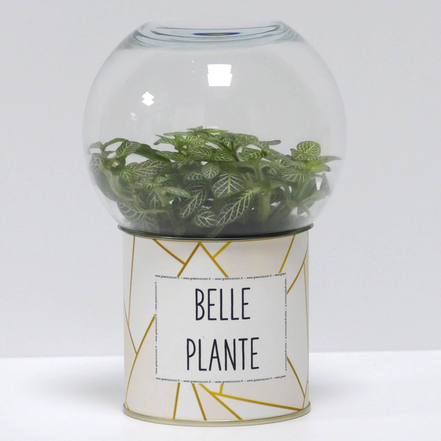 Terrarium Belle plante