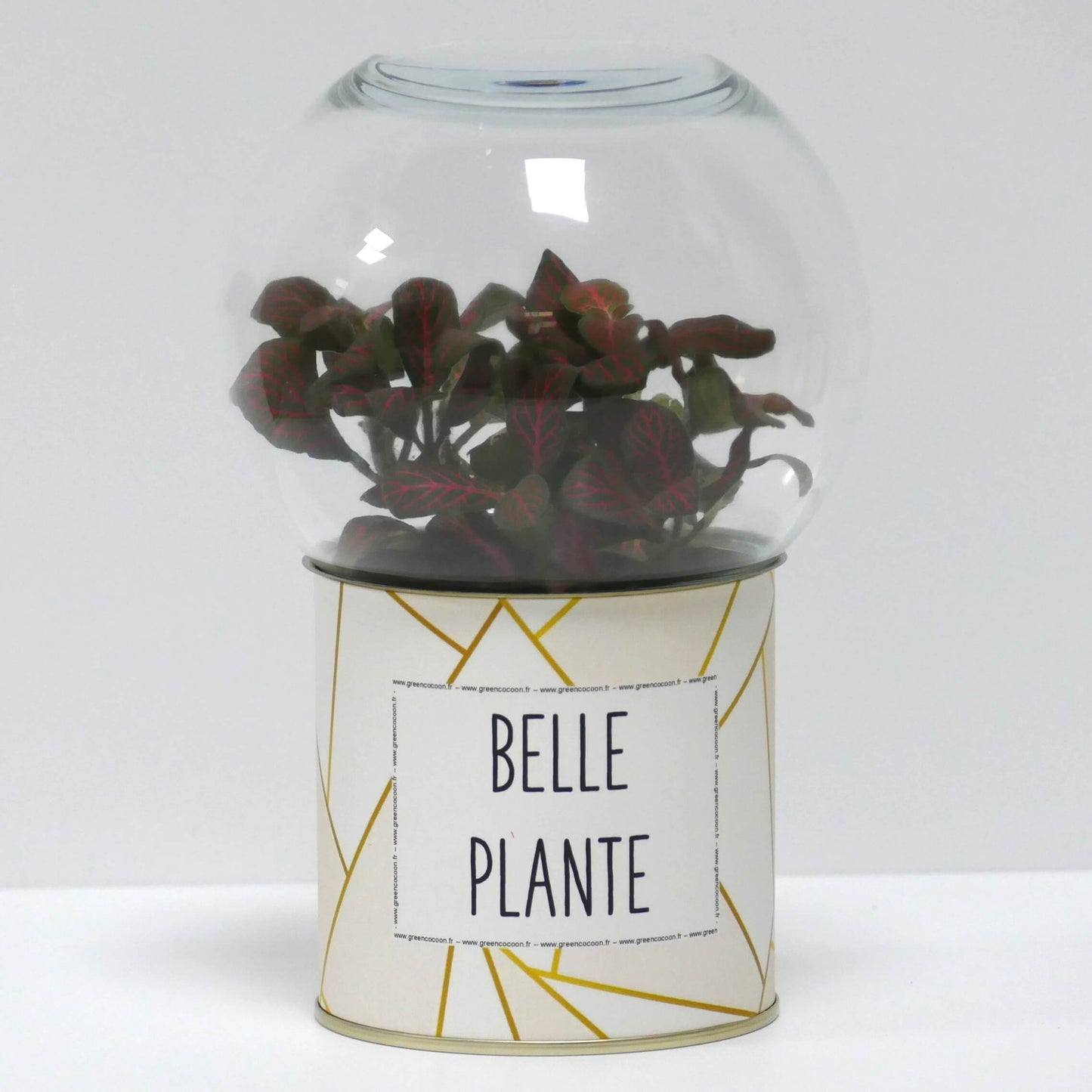 Terrarium Belle plante