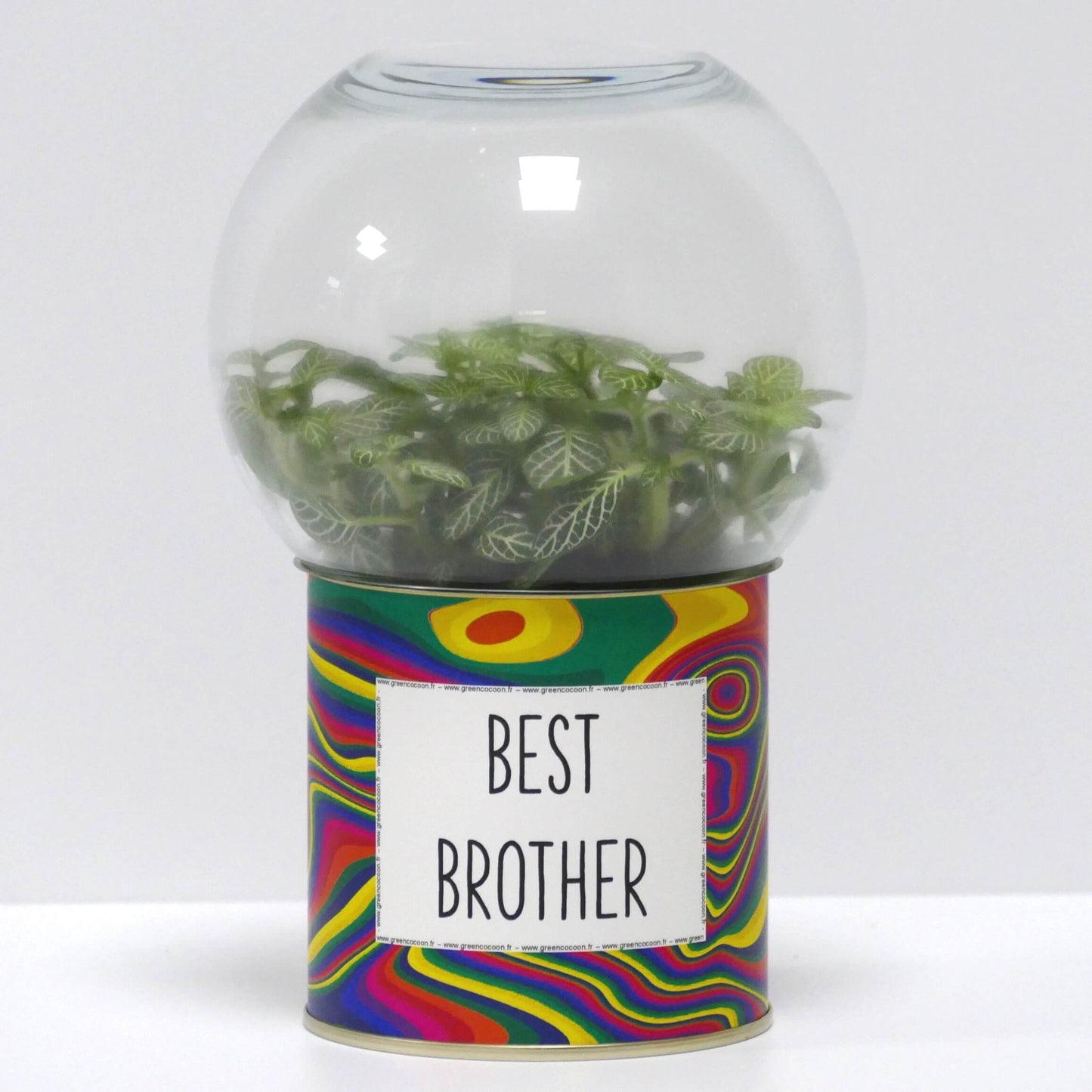 Terrarium Best brother
