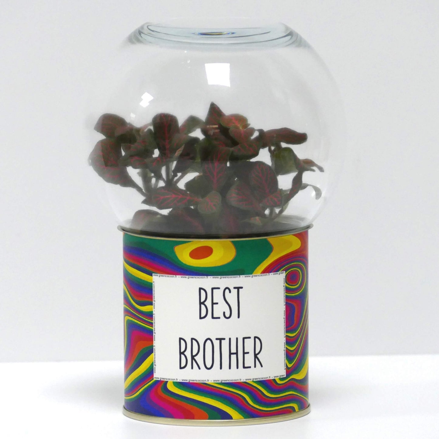 Terrarium Best brother