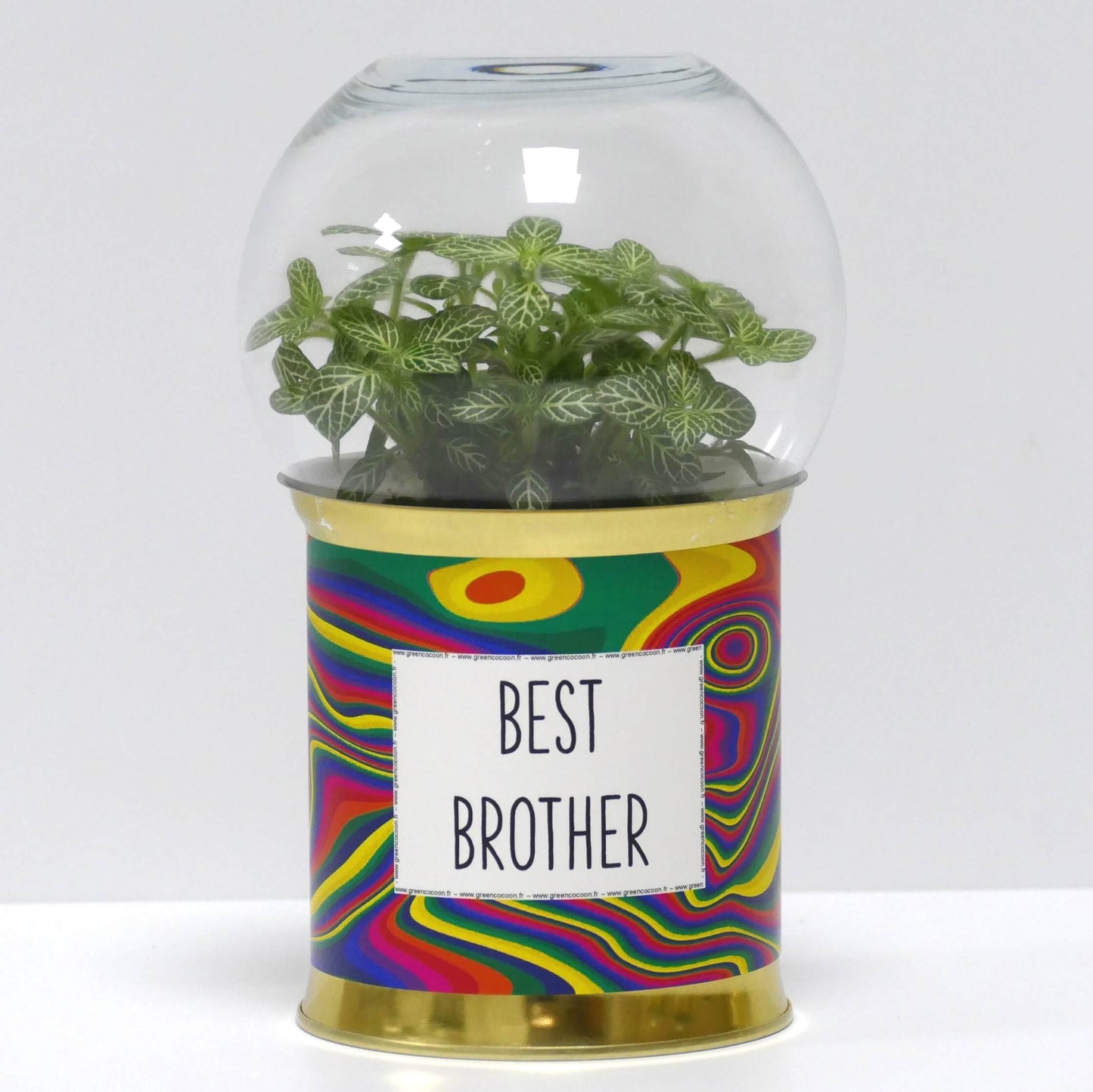 Terrarium Best brother