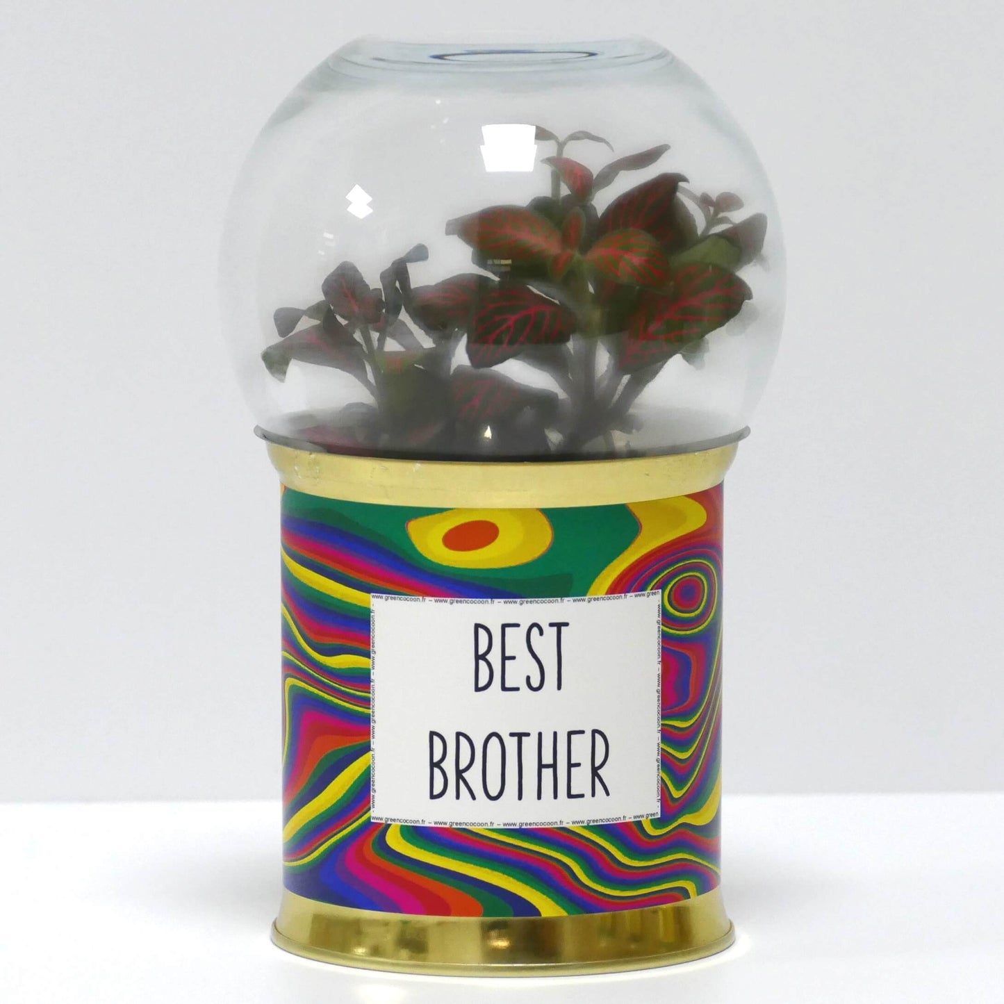 Terrarium Best brother