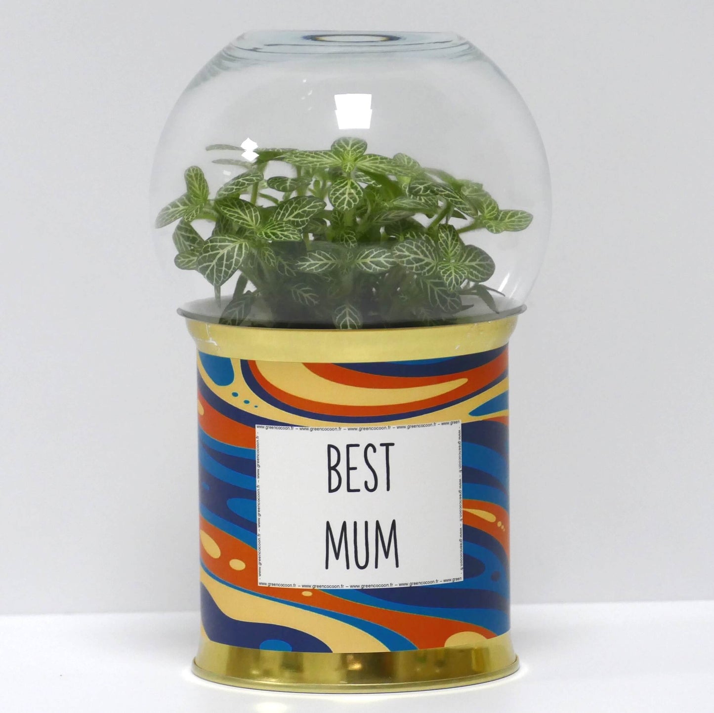 Terrarium Best mum