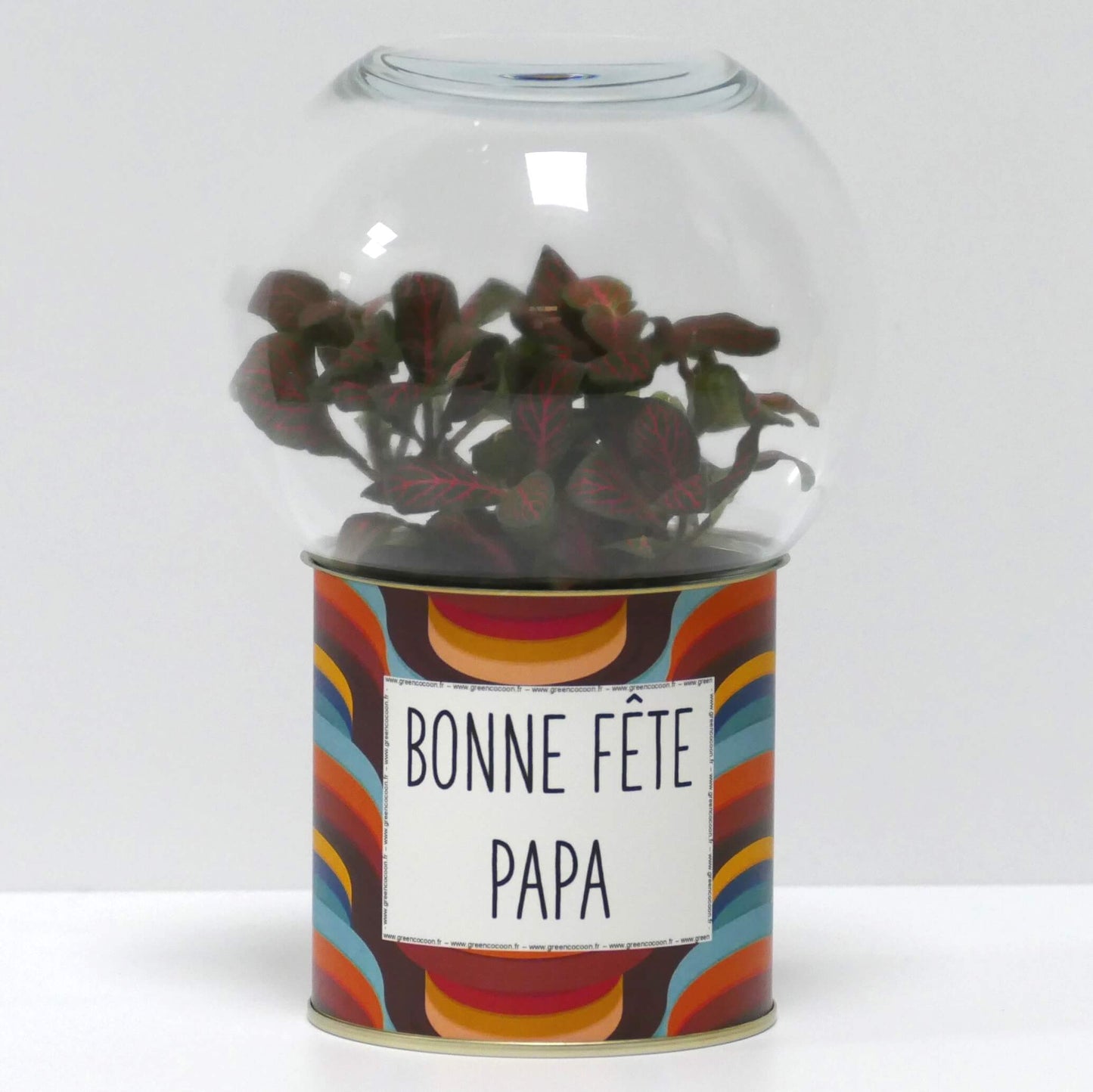 Terrarium Bonne fête papa
