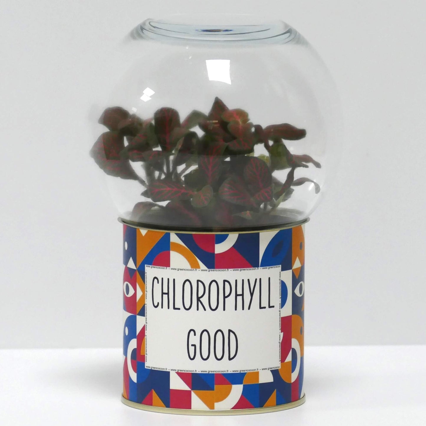 Terrarium Chlorophyll good