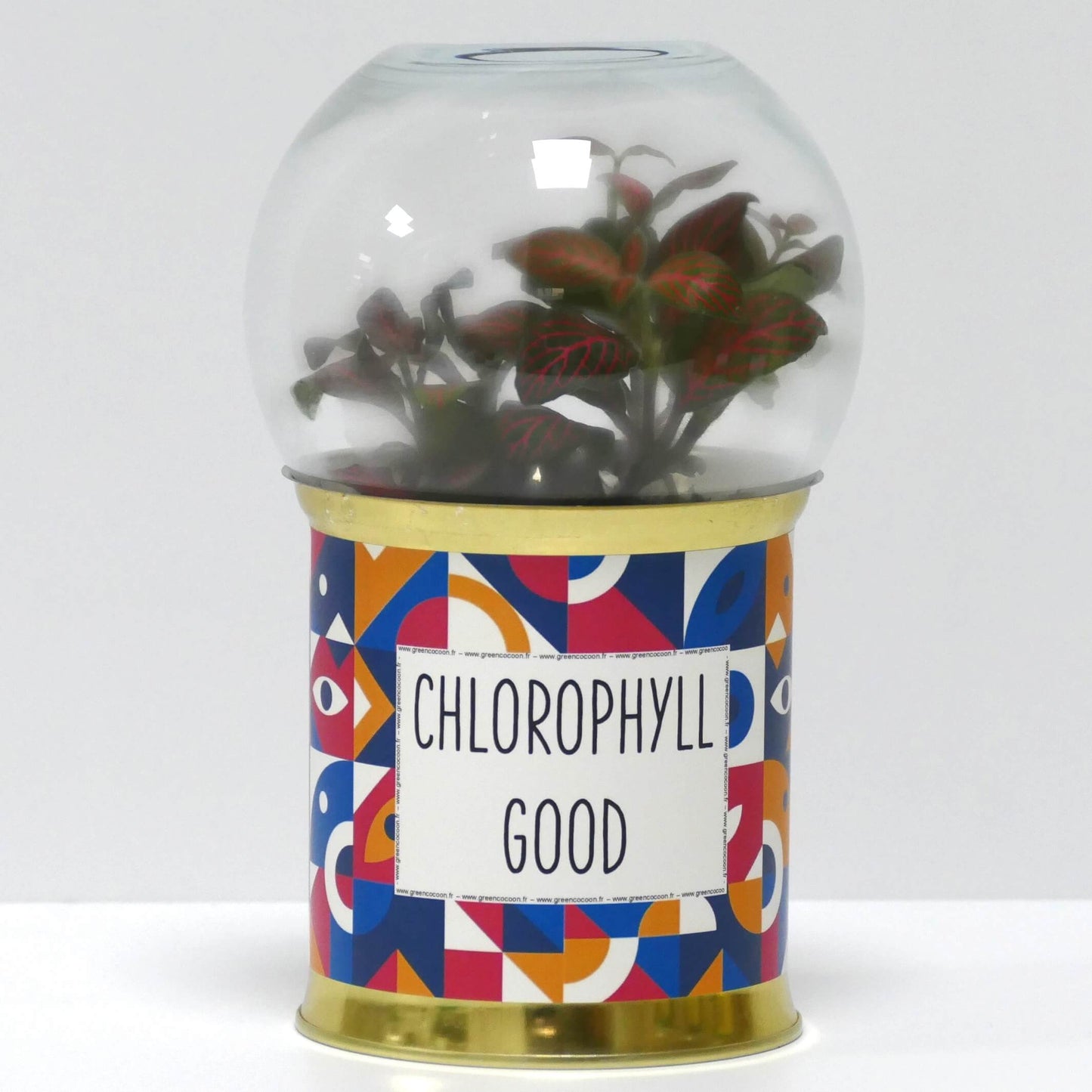 Terrarium Chlorophyll good