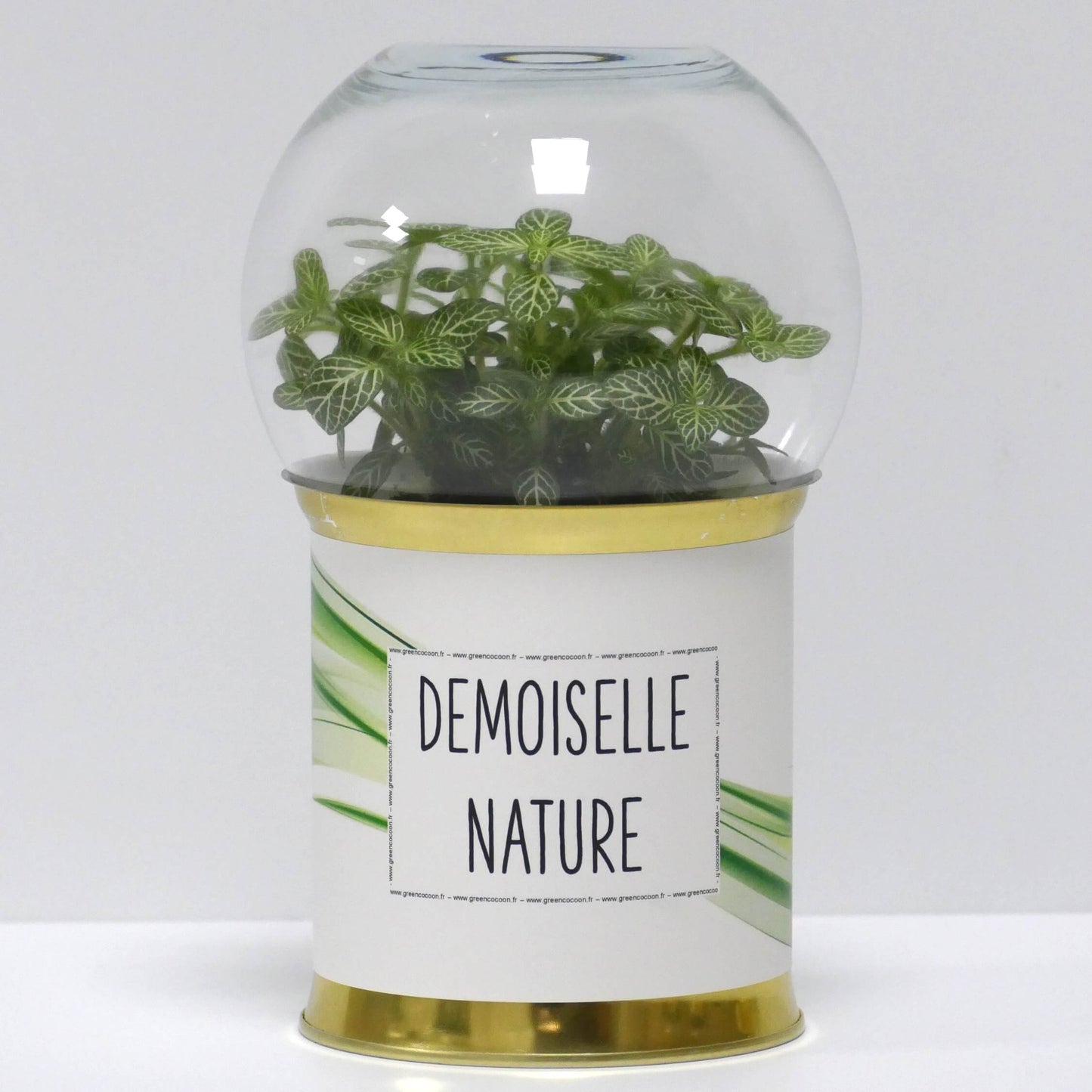 Terrarium Demoiselle nature