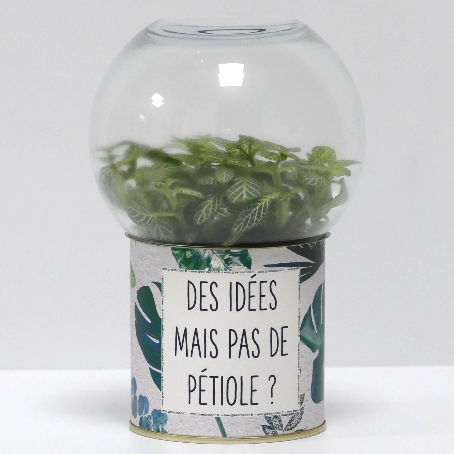 Terrarium Des idées mais pas de pétiole ?