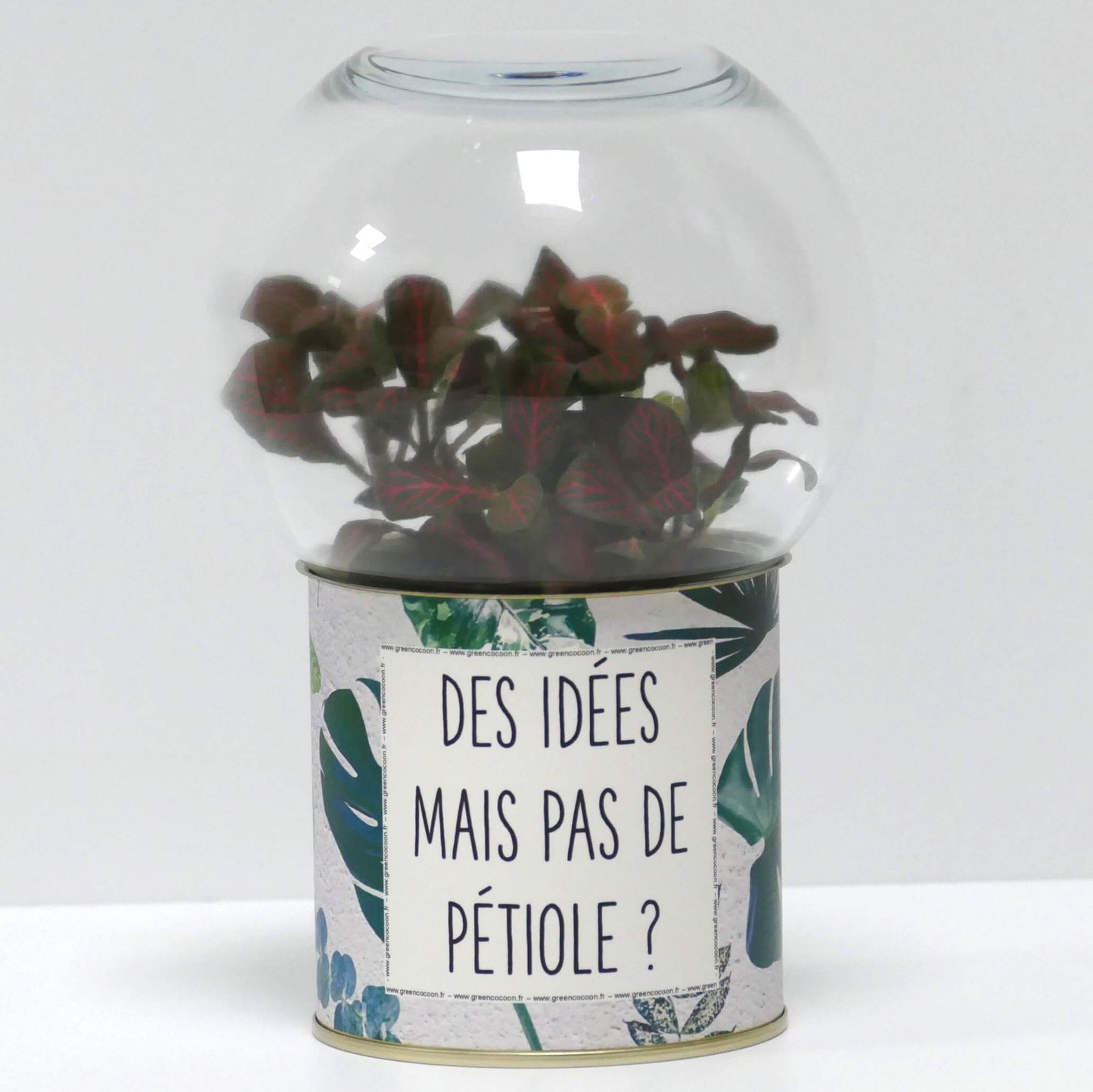 Terrarium Des idées mais pas de pétiole ?