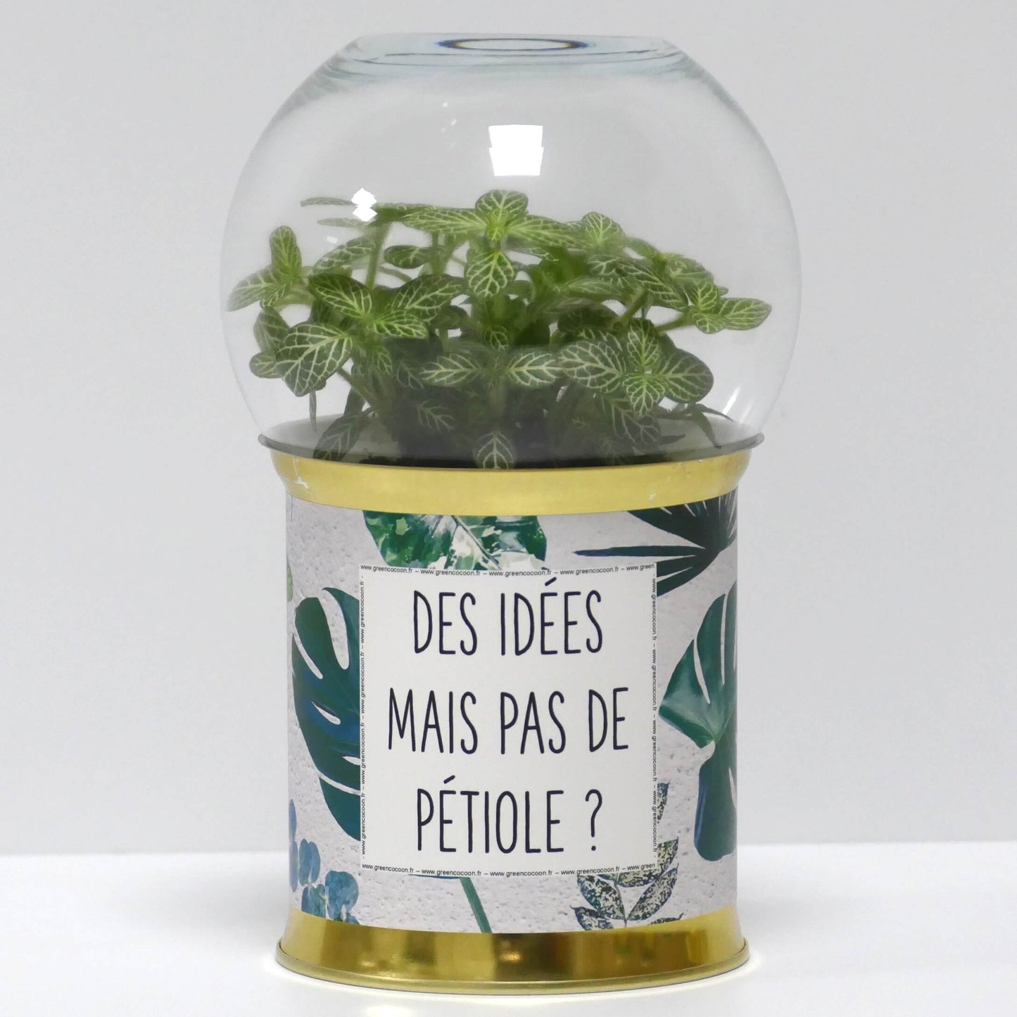Terrarium Des idées mais pas de pétiole ?