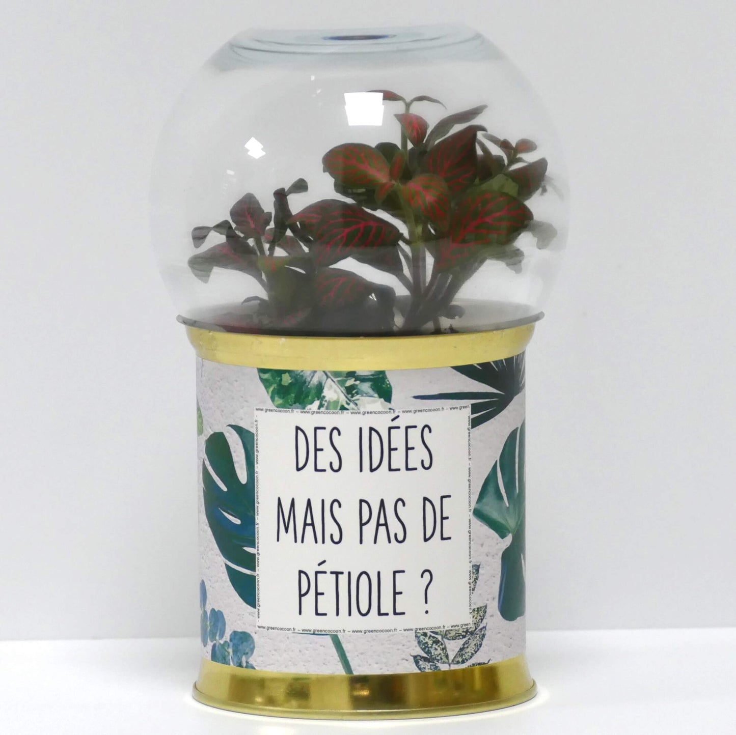 Terrarium Des idées mais pas de pétiole ?