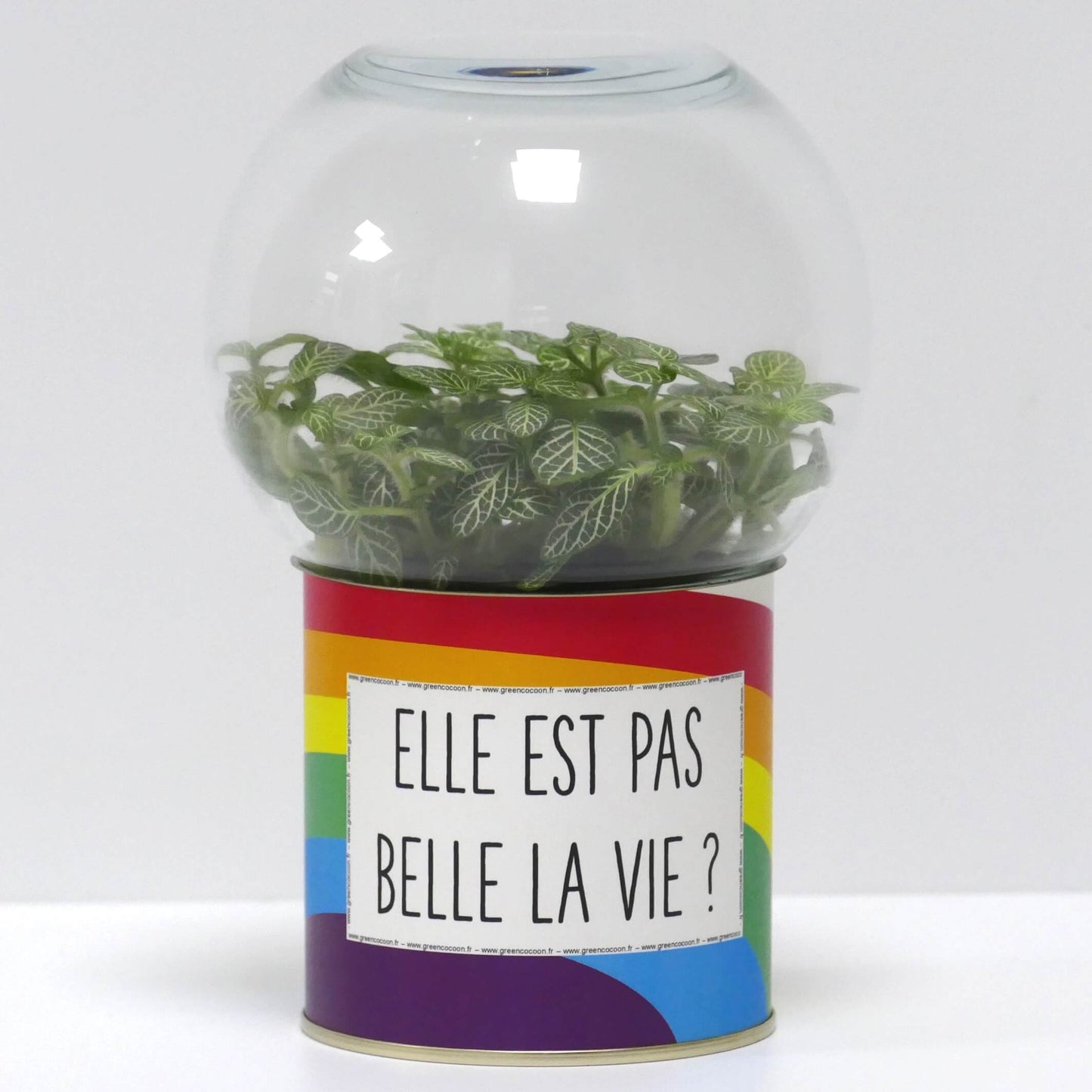 Terrarium Elle est pas belle la vie ?