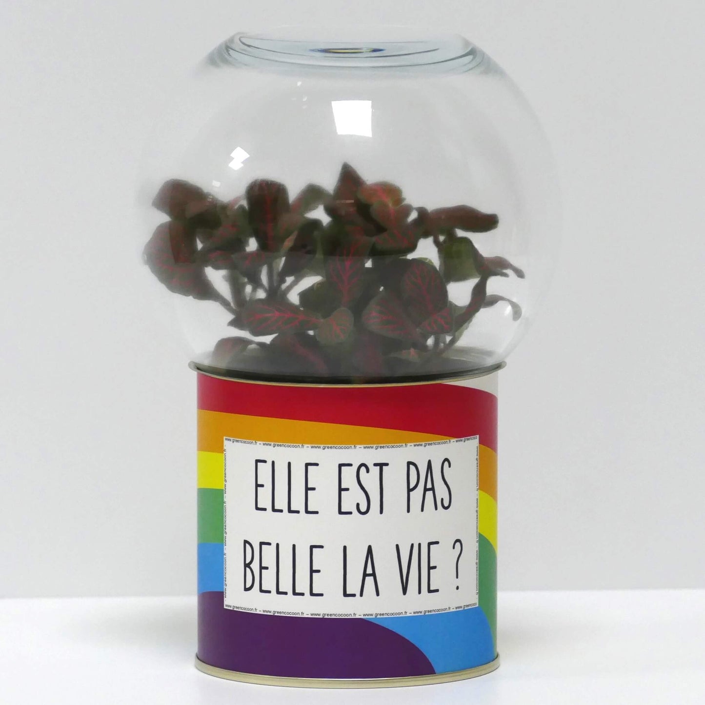 Terrarium Elle est pas belle la vie ?