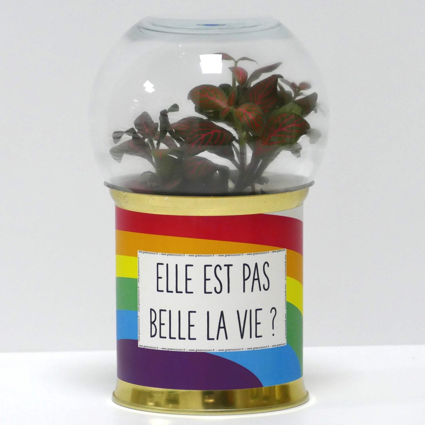 Terrarium Elle est pas belle la vie ?