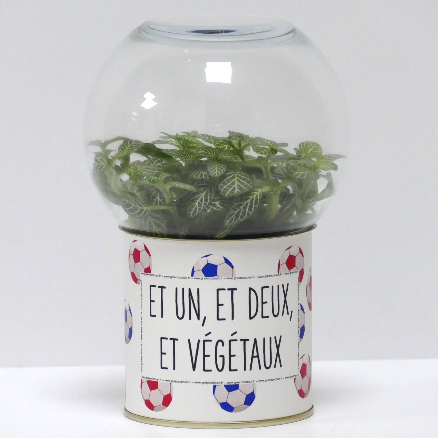 Terrarium Et un, et deux, et végétaux