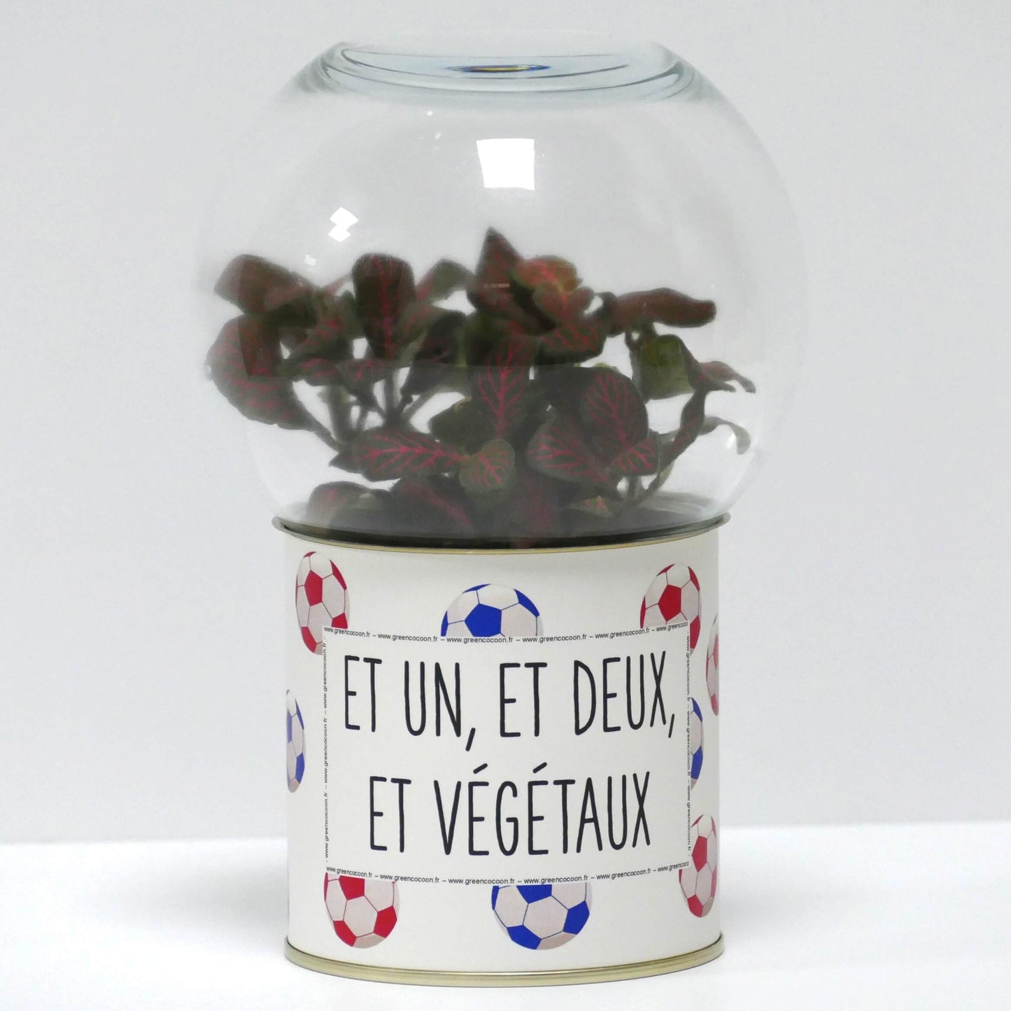 Terrarium Et un, et deux, et végétaux