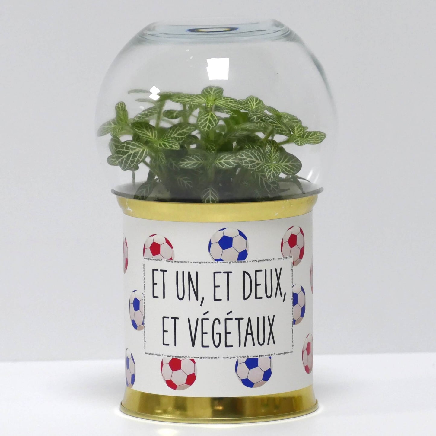 Terrarium Et un, et deux, et végétaux