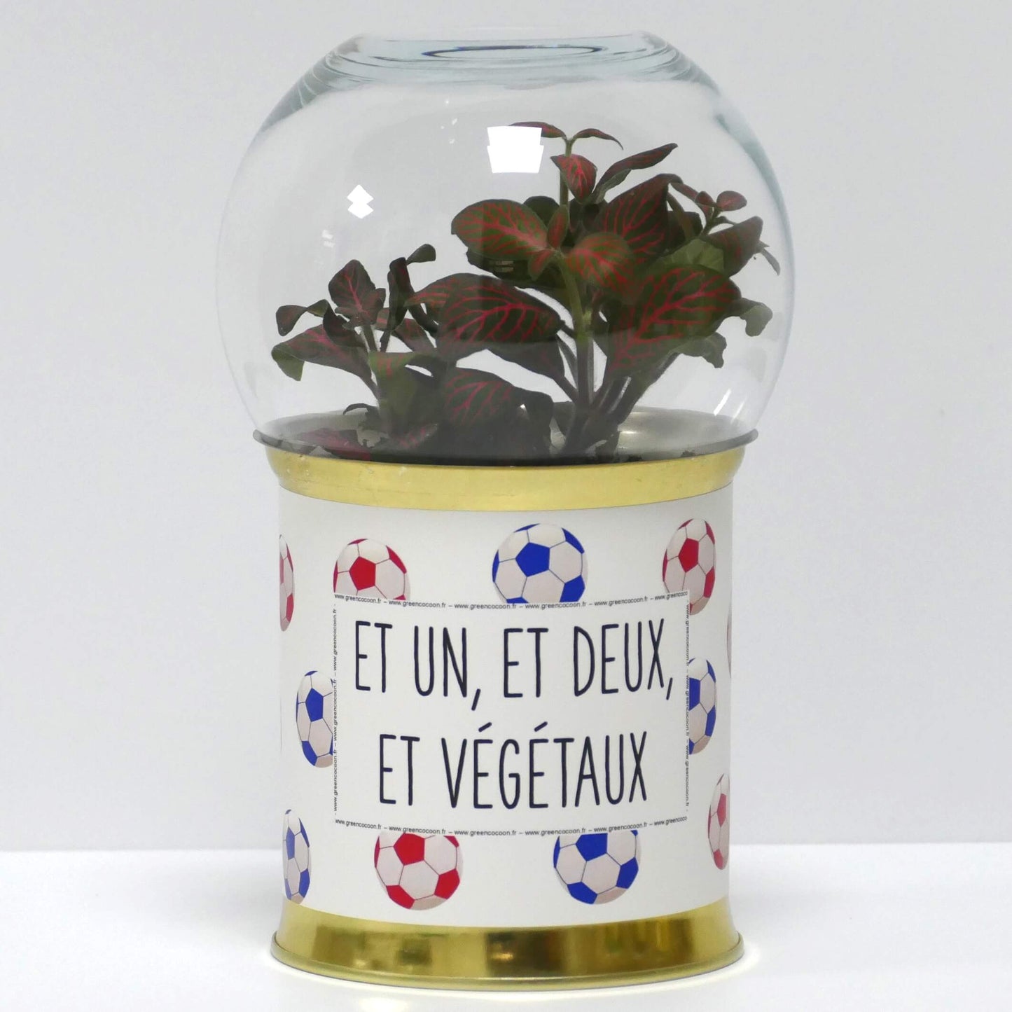 Terrarium Et un, et deux, et végétaux