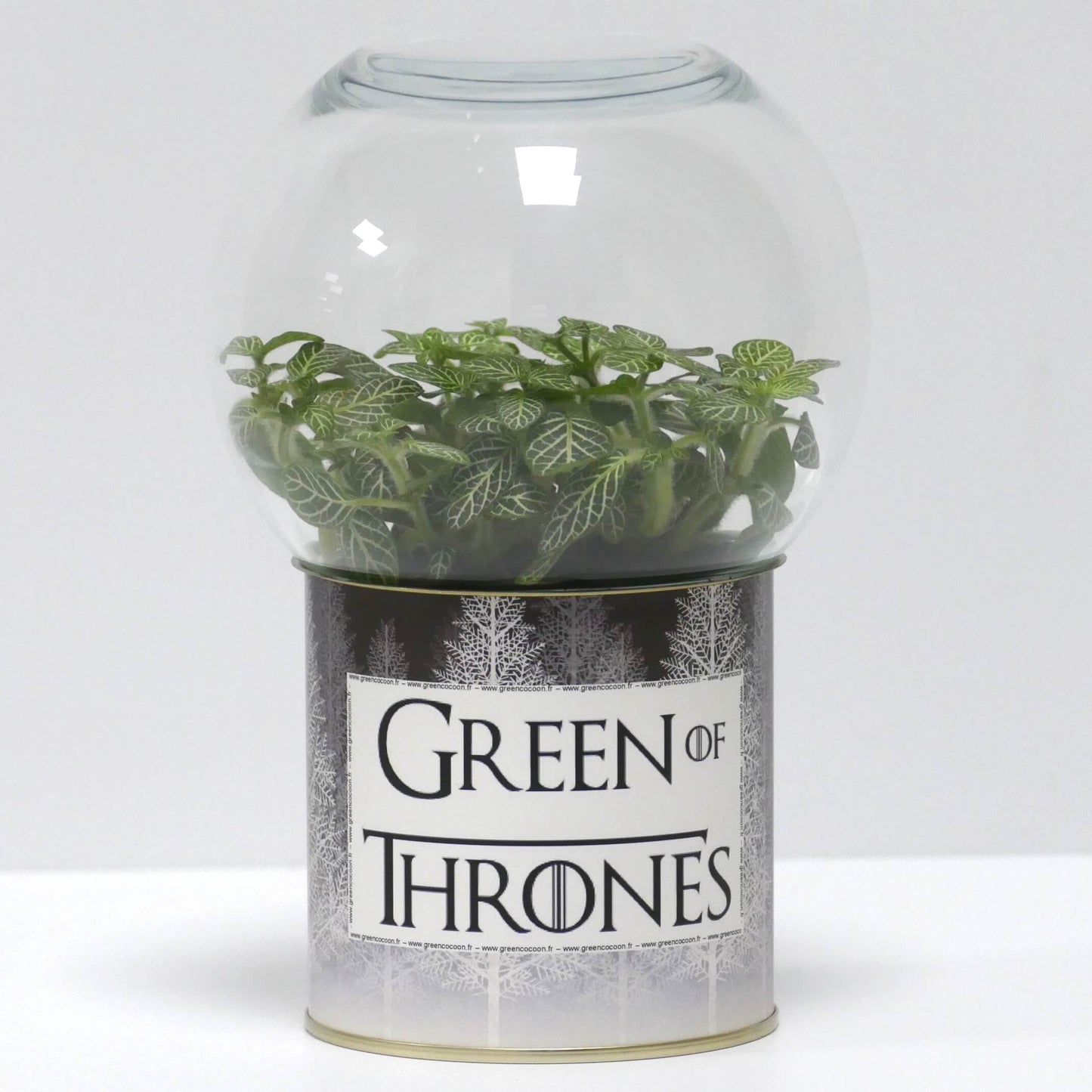 Terrarium Green of Thrones