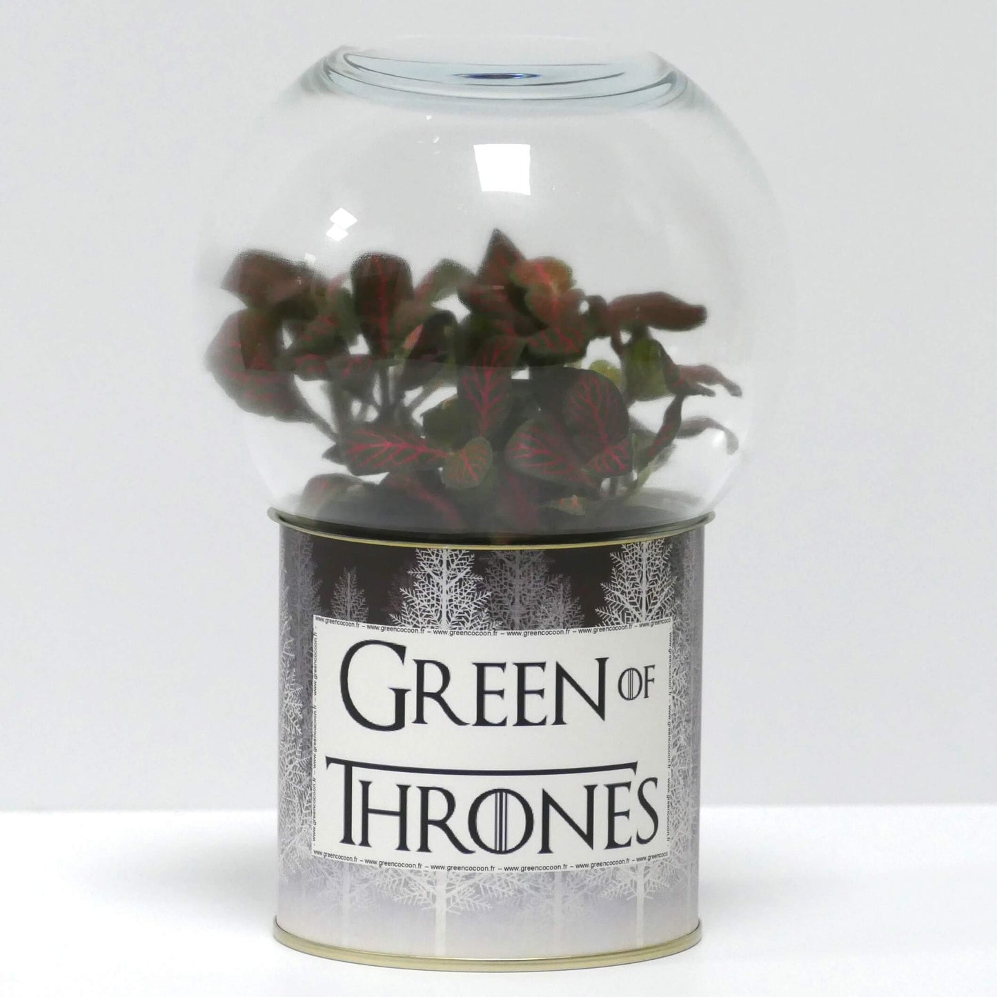 Terrarium Green of Thrones