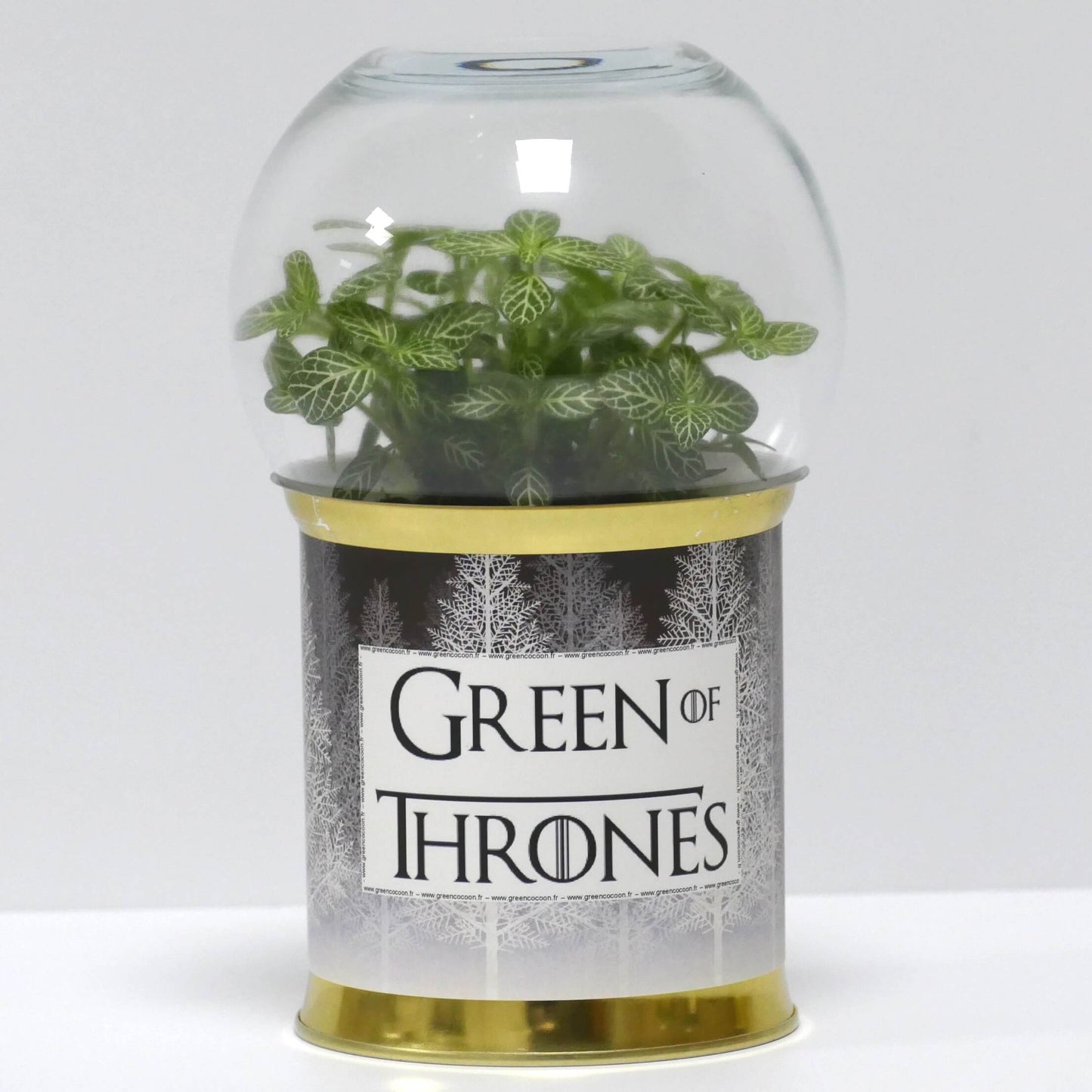 Terrarium Green of Thrones