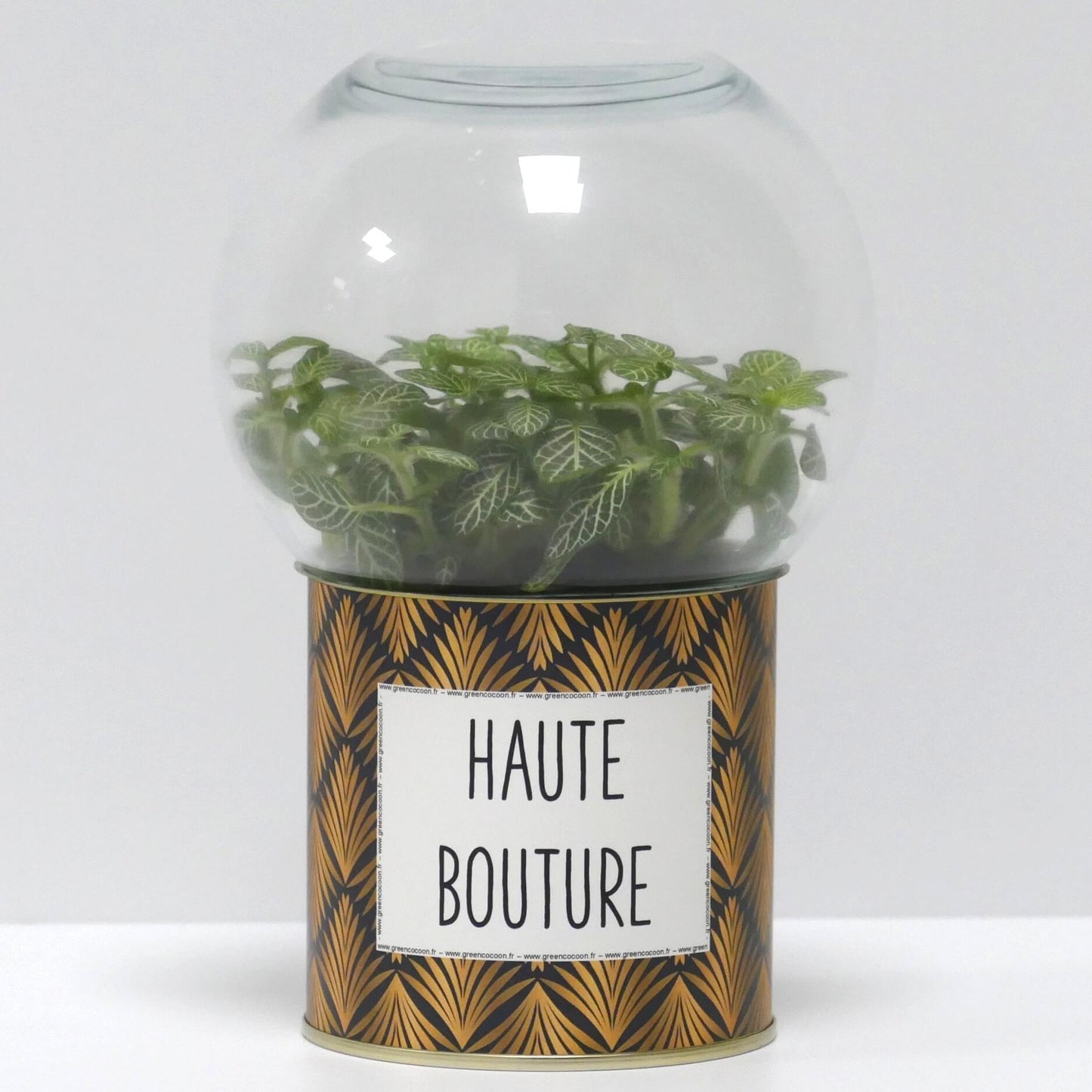 Terrarium Haute bouture