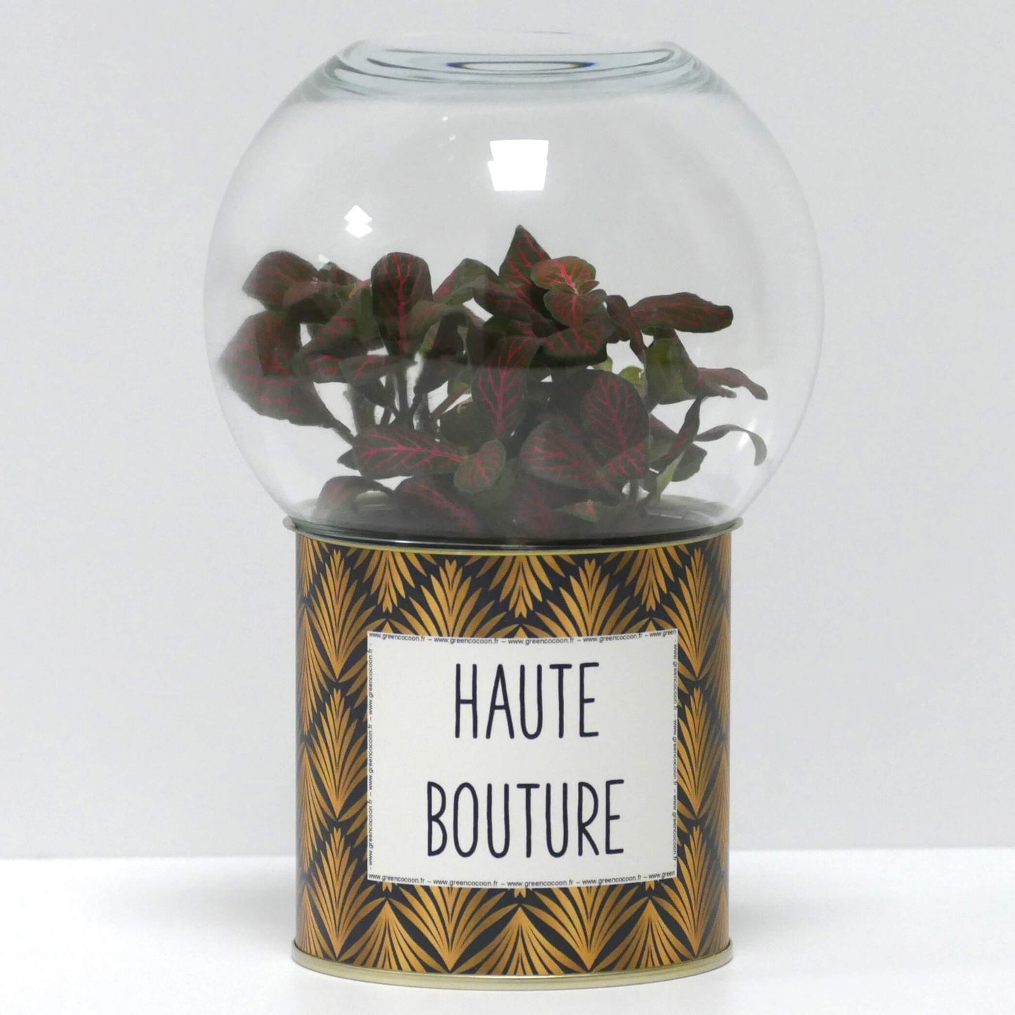 Terrarium Haute bouture