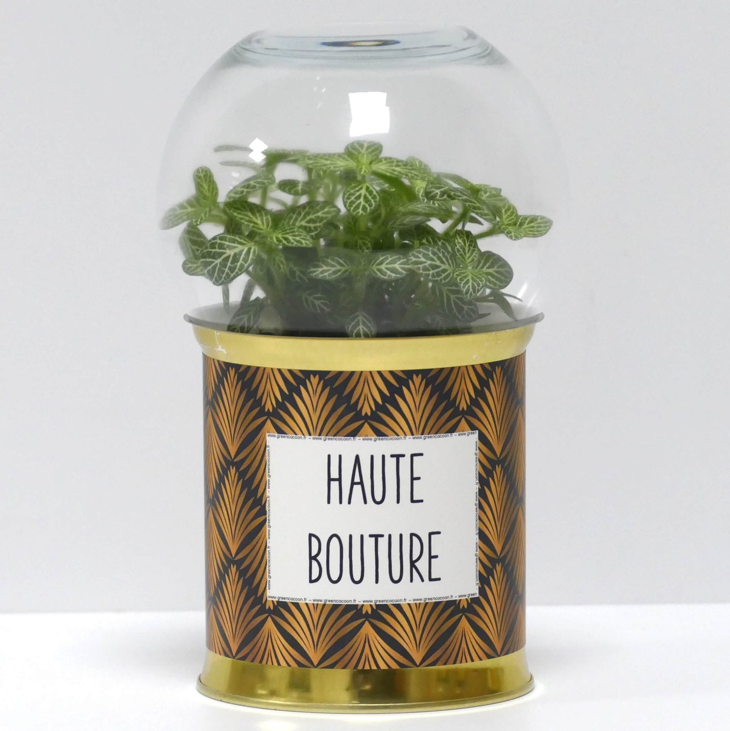 Terrarium Haute bouture