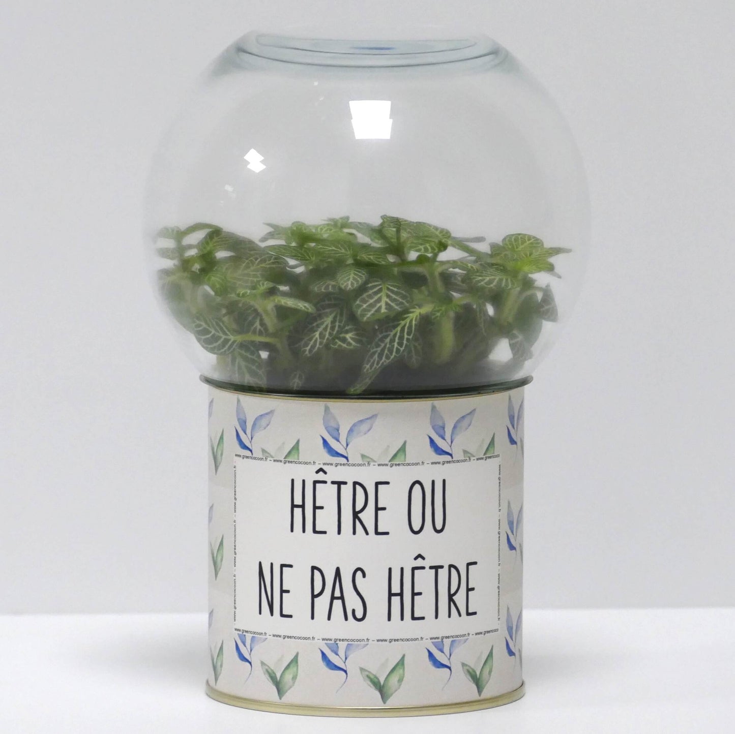 Terrarium Hêtre ou ne pas hêtre