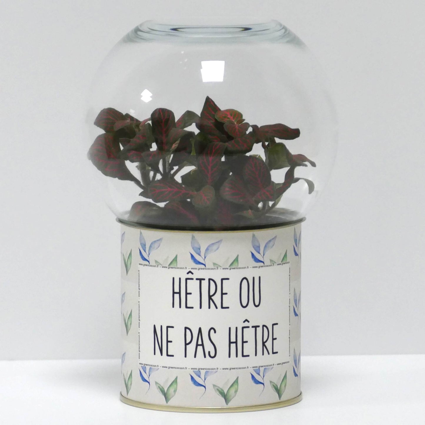 Terrarium Hêtre ou ne pas hêtre