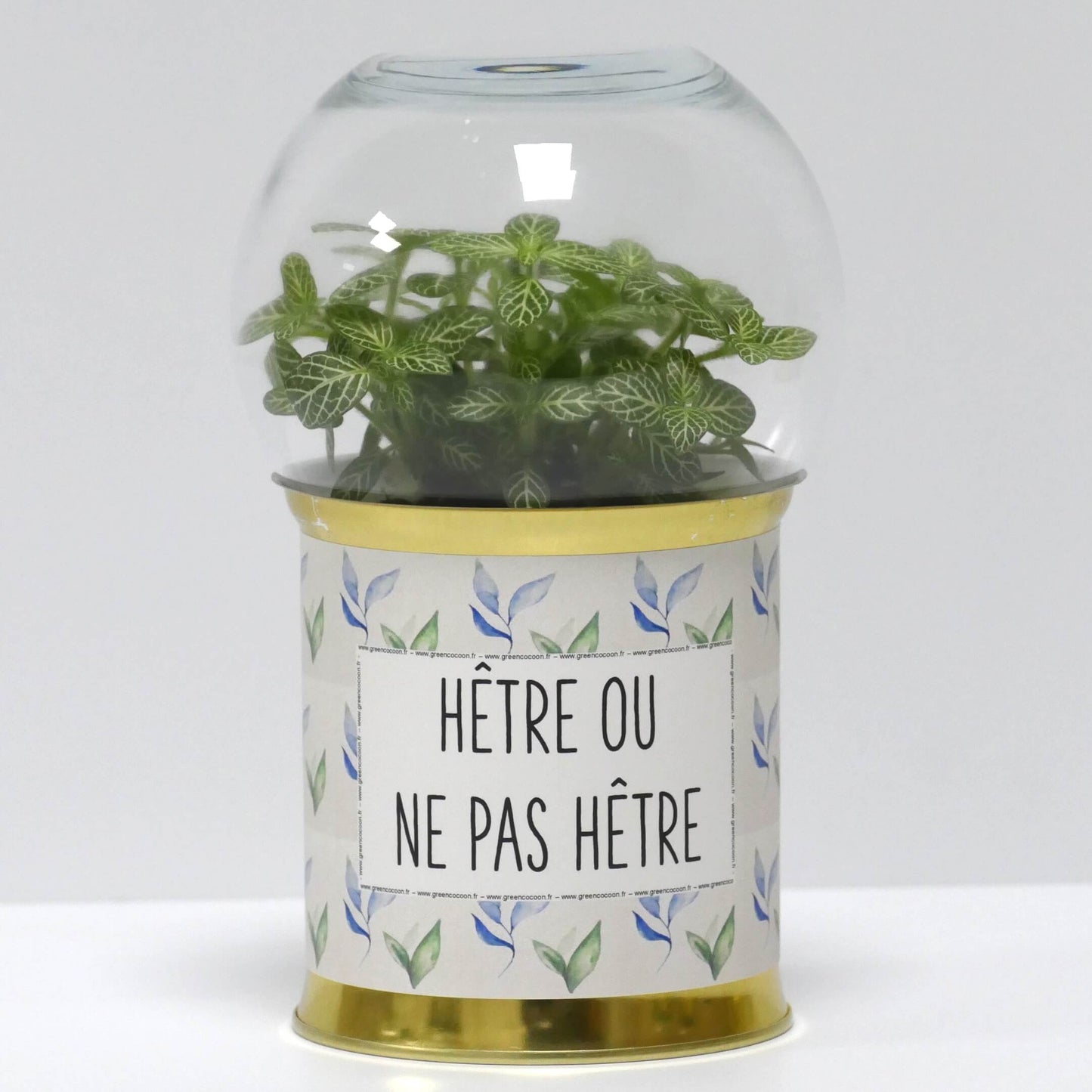Terrarium Hêtre ou ne pas hêtre