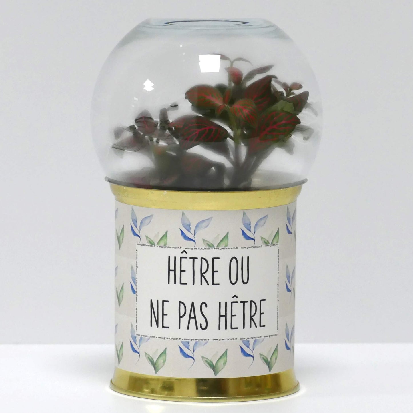Terrarium Hêtre ou ne pas hêtre