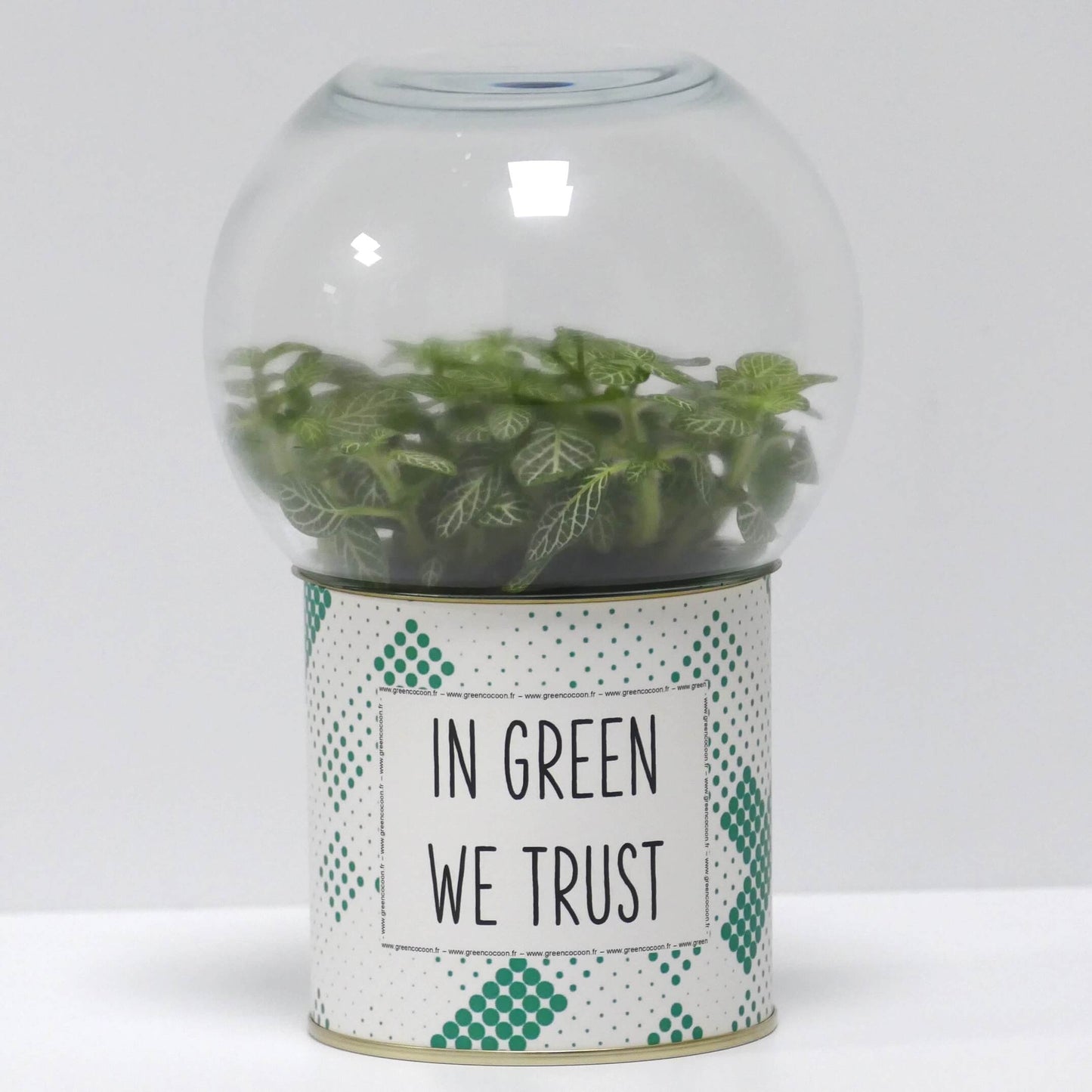 Terrarium In green we trust
