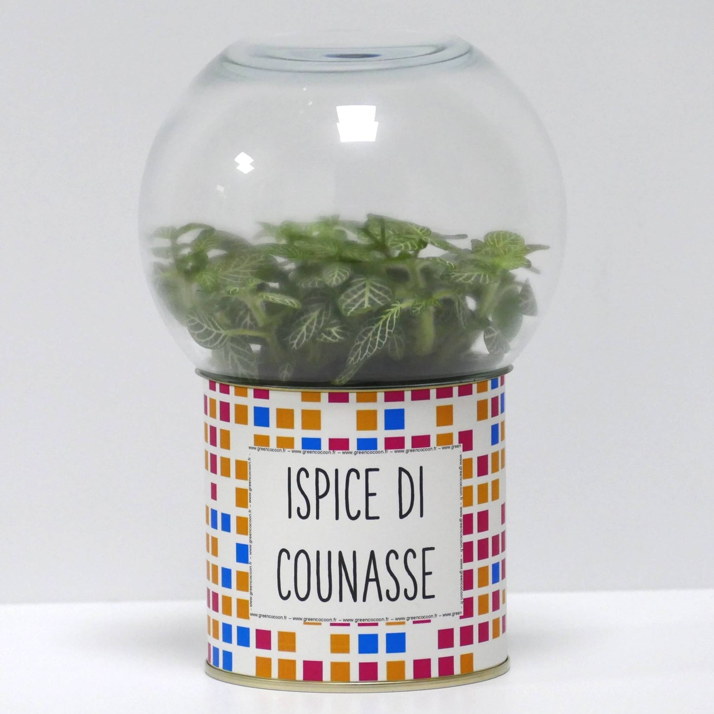 Terrarium Ispice di counasse
