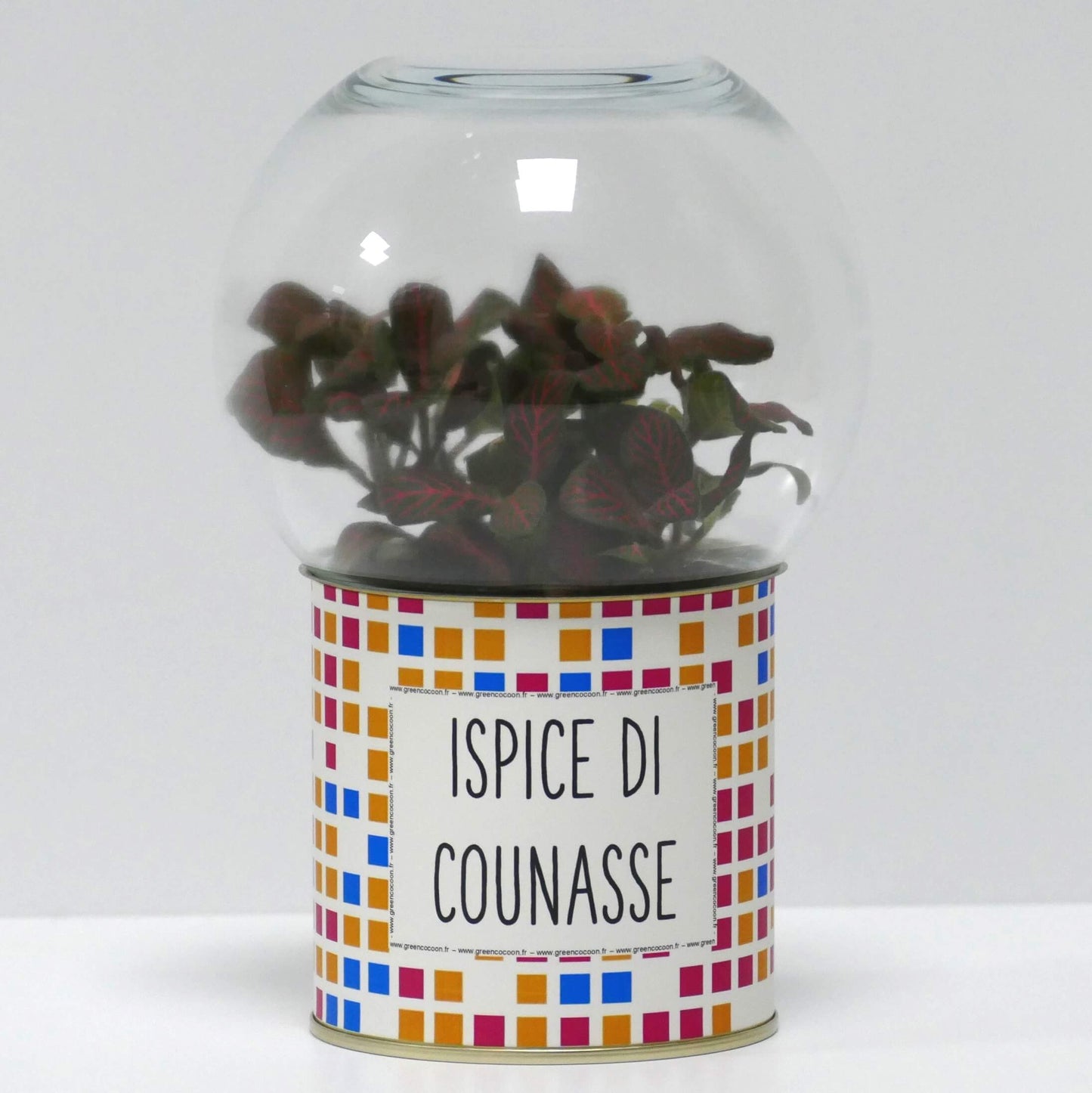 Terrarium Ispice di counasse