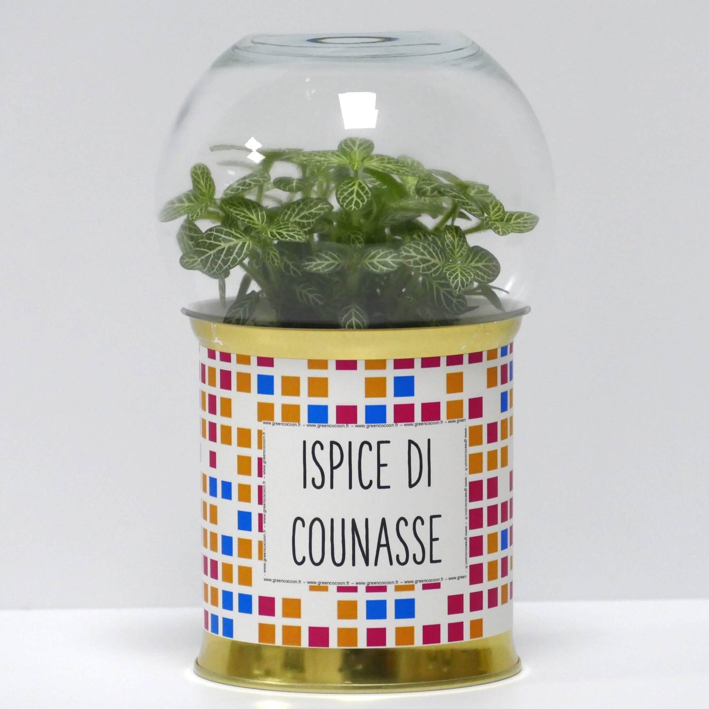 Terrarium Ispice di counasse