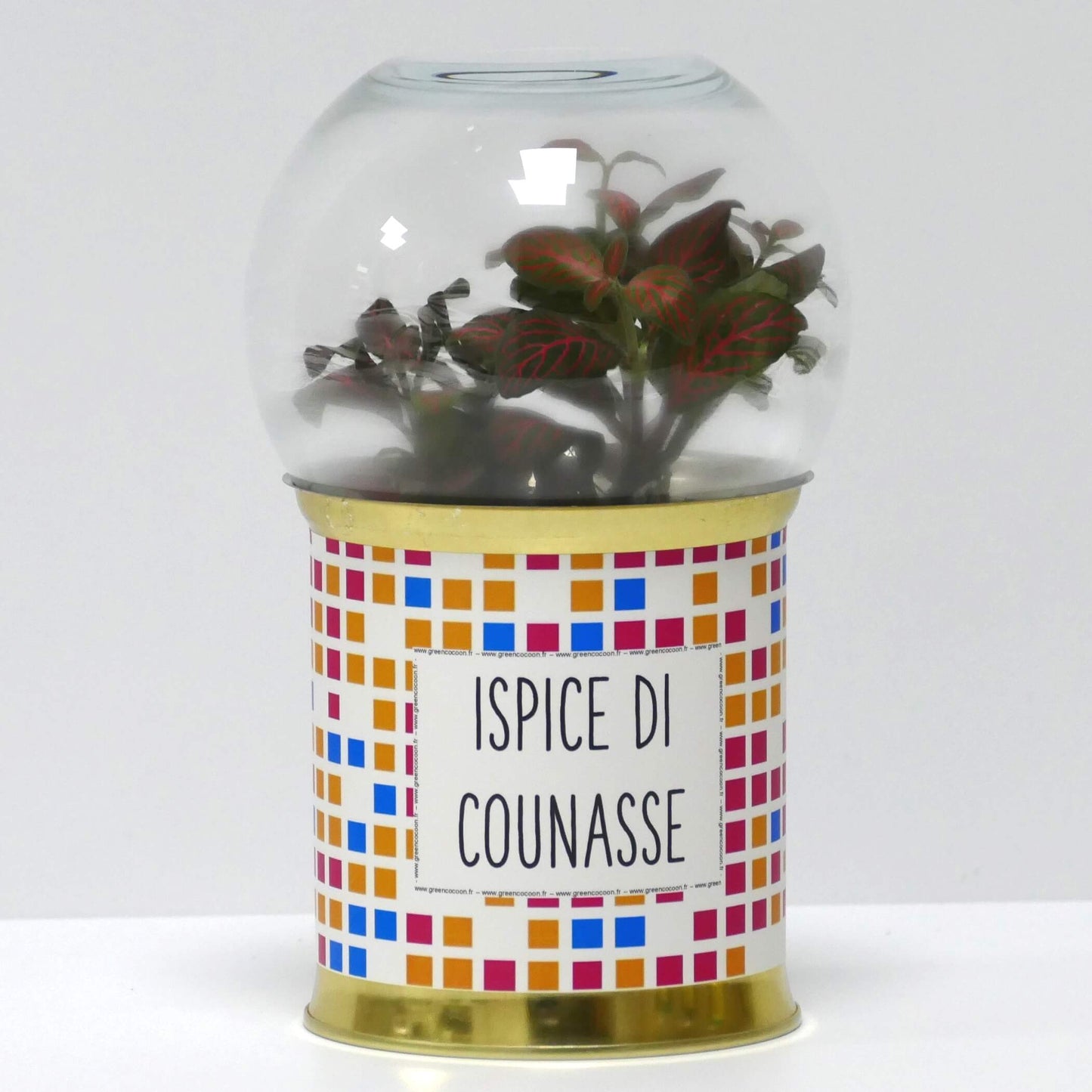 Terrarium Ispice di counasse