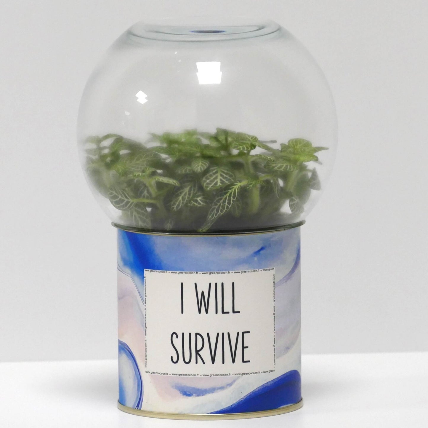 Terrarium I will survive