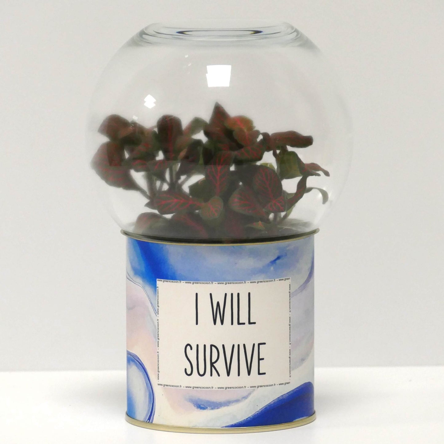Terrarium I will survive
